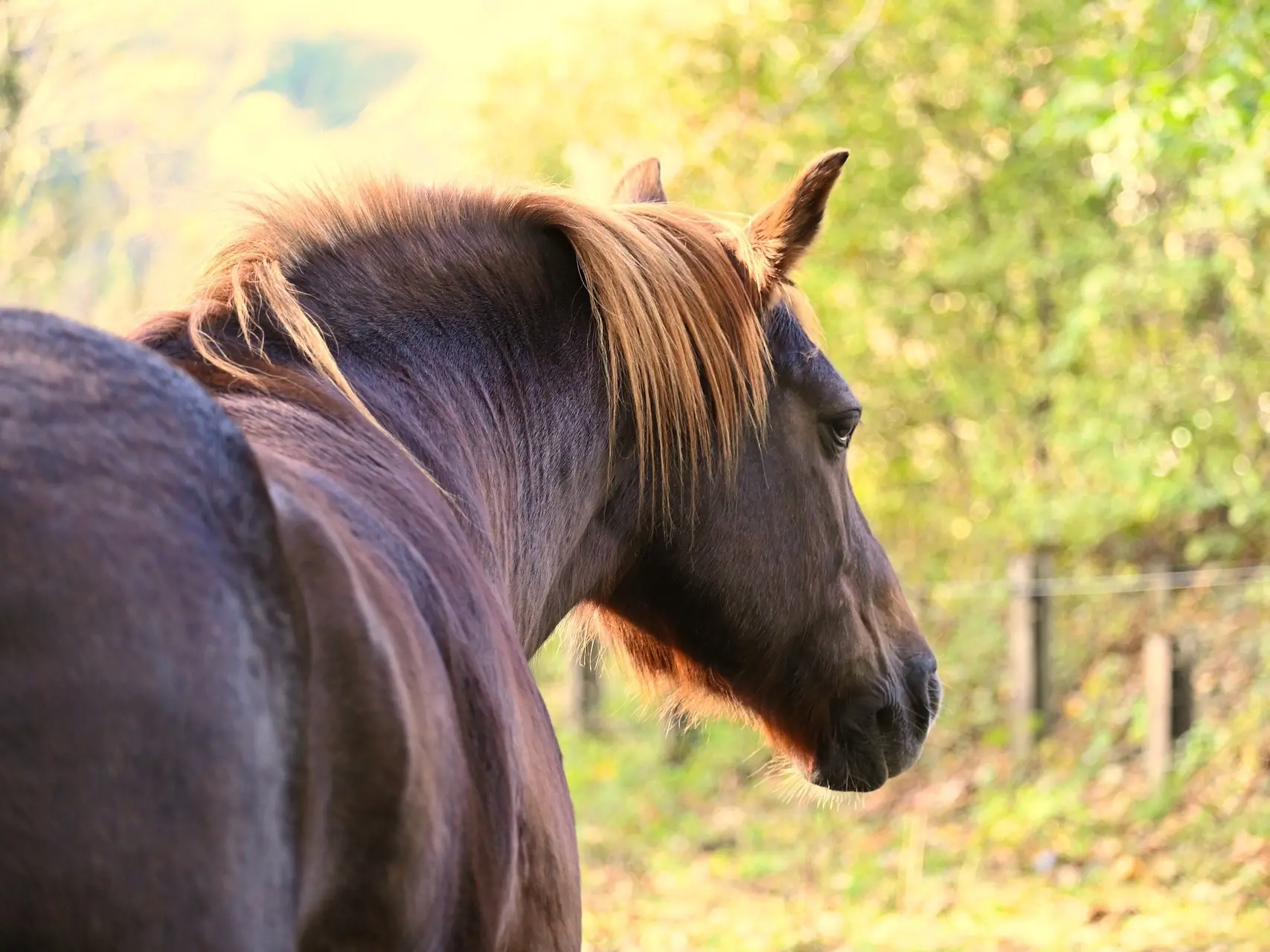 Liver chestnut horse