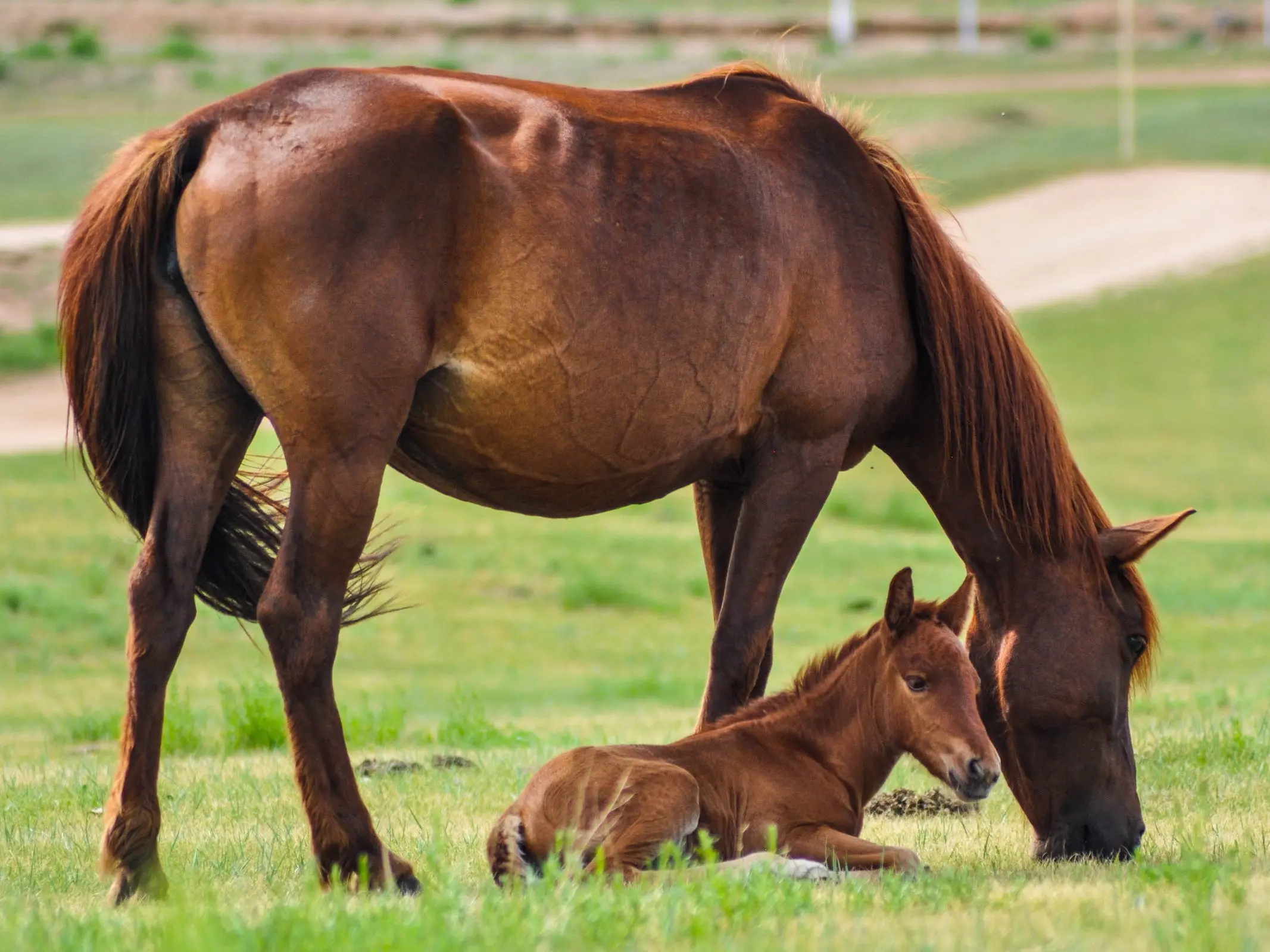 Liver chestnut horse