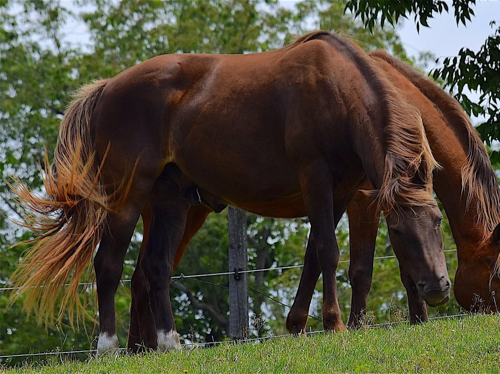 Liver chestnut horse