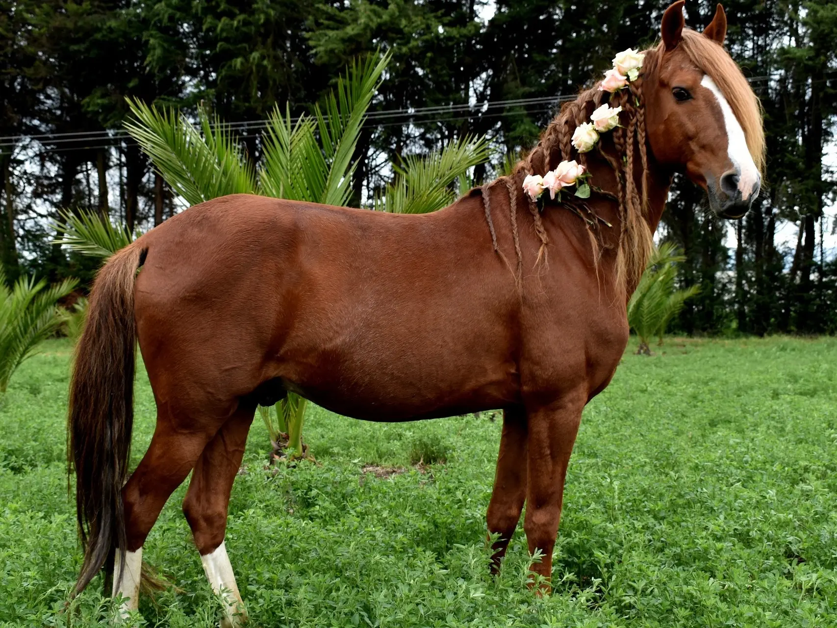 Liver chestnut horse