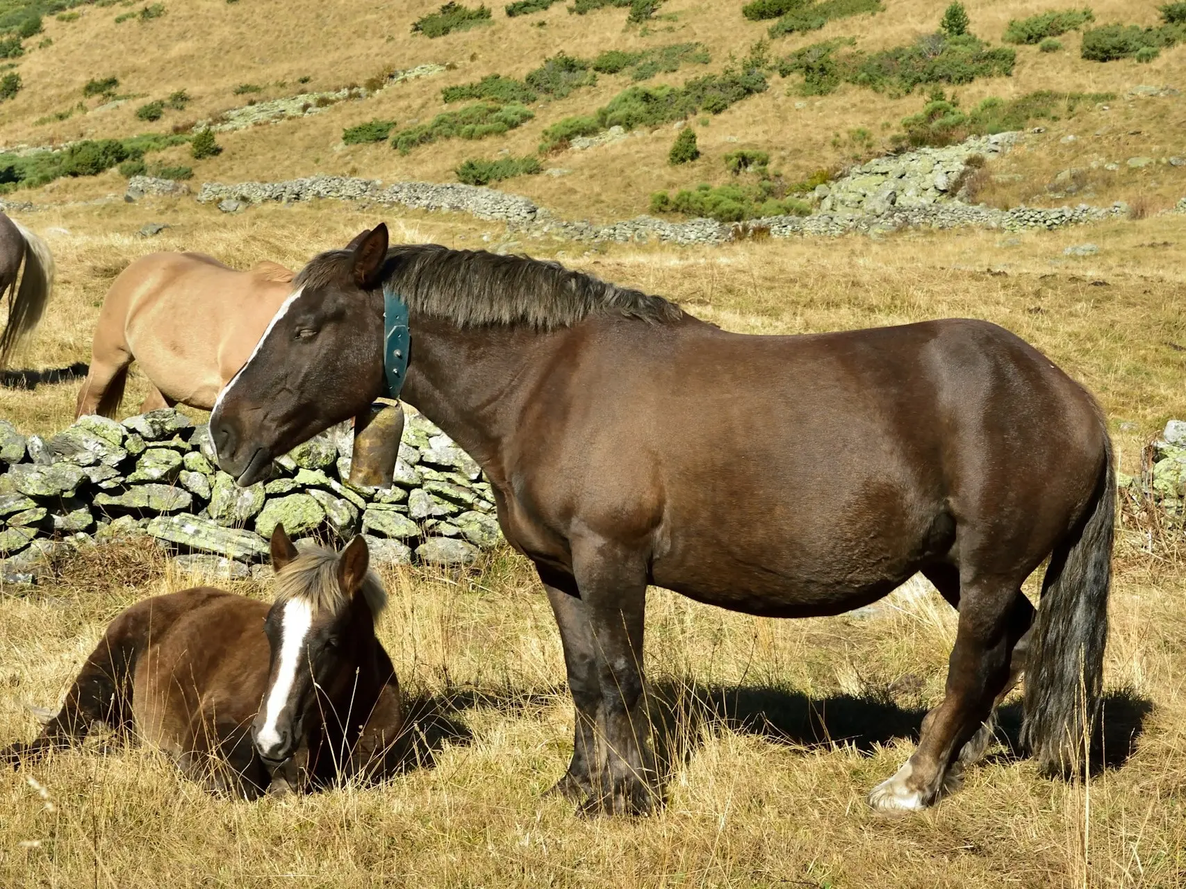 Liver chestnut horse