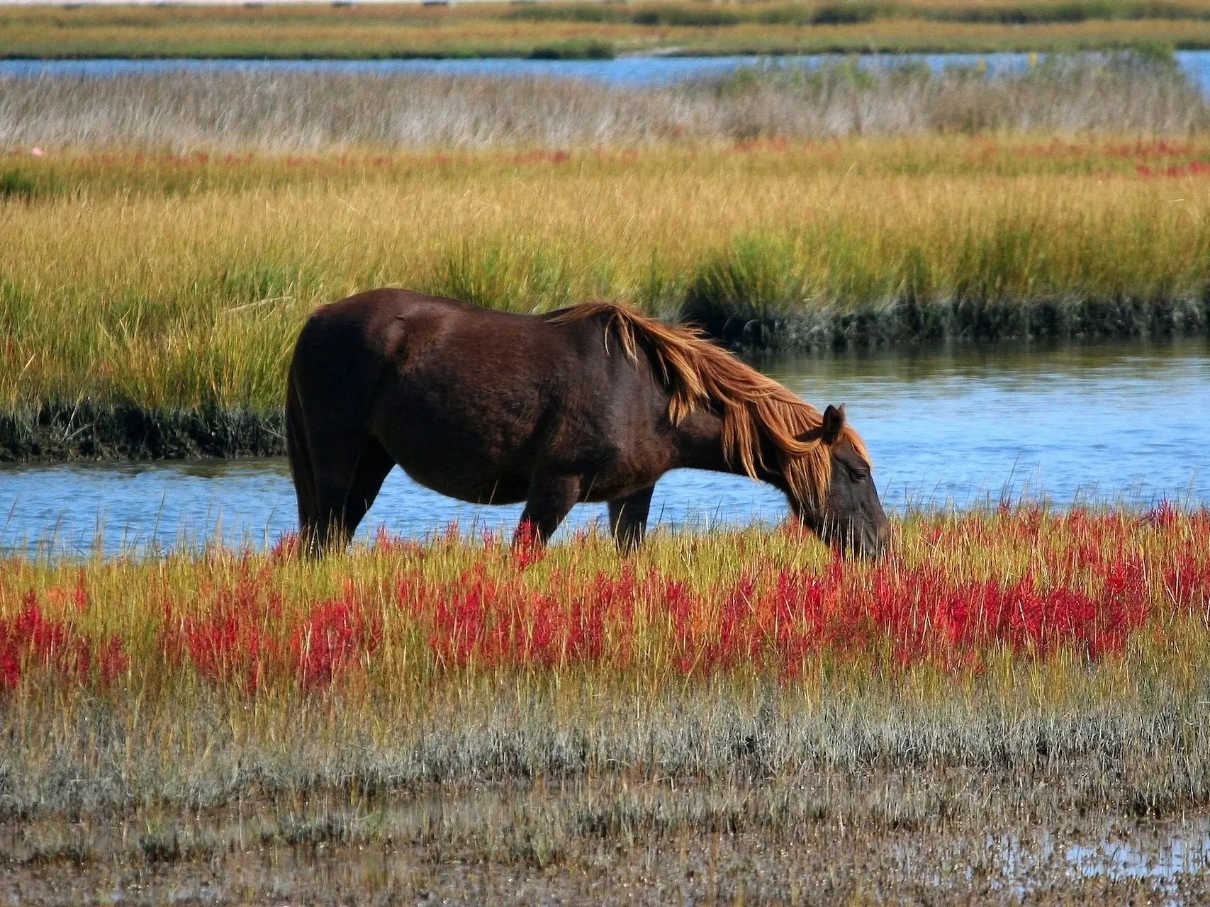 Liver chestnut horse