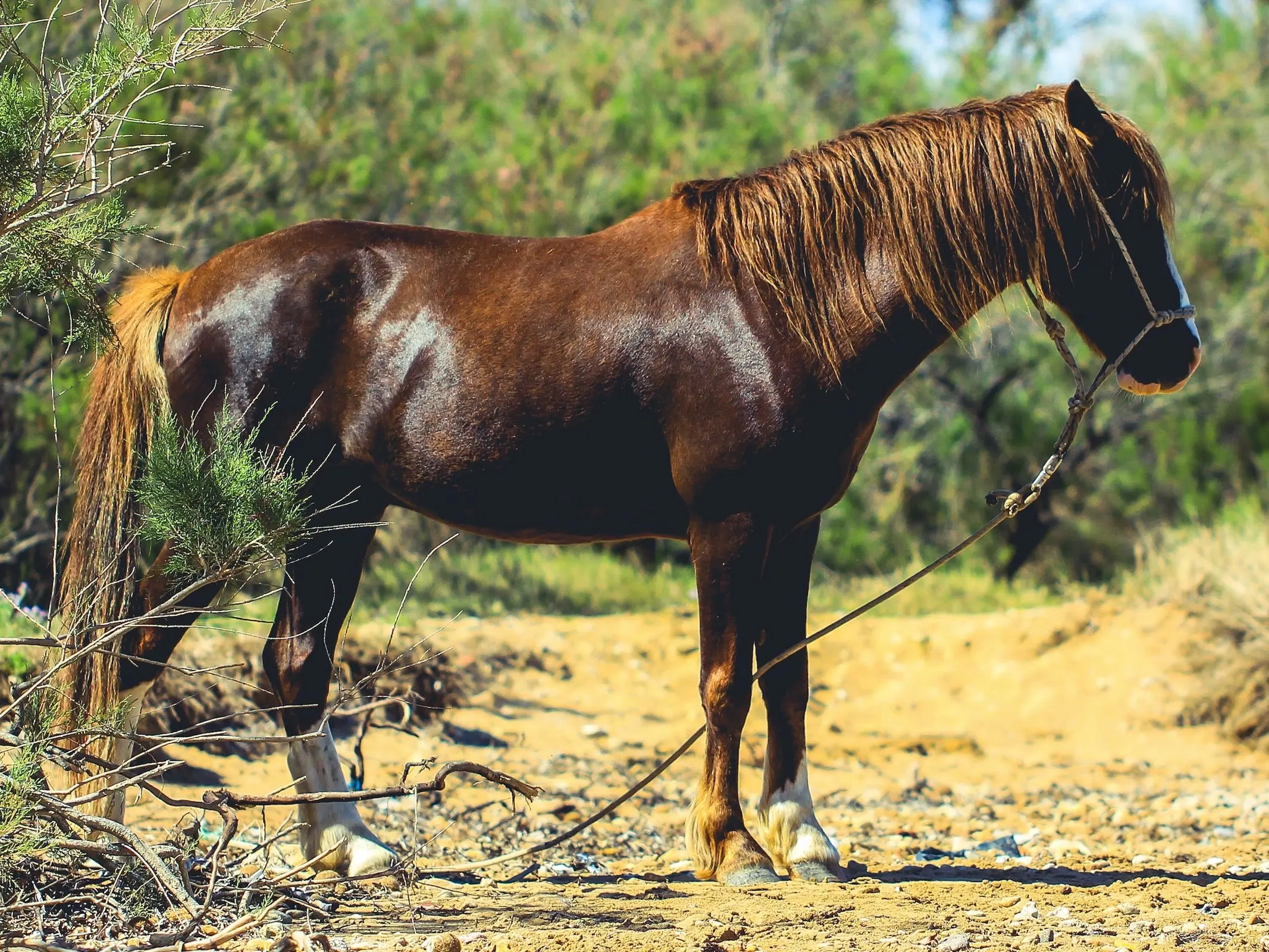 Liver chestnut horse