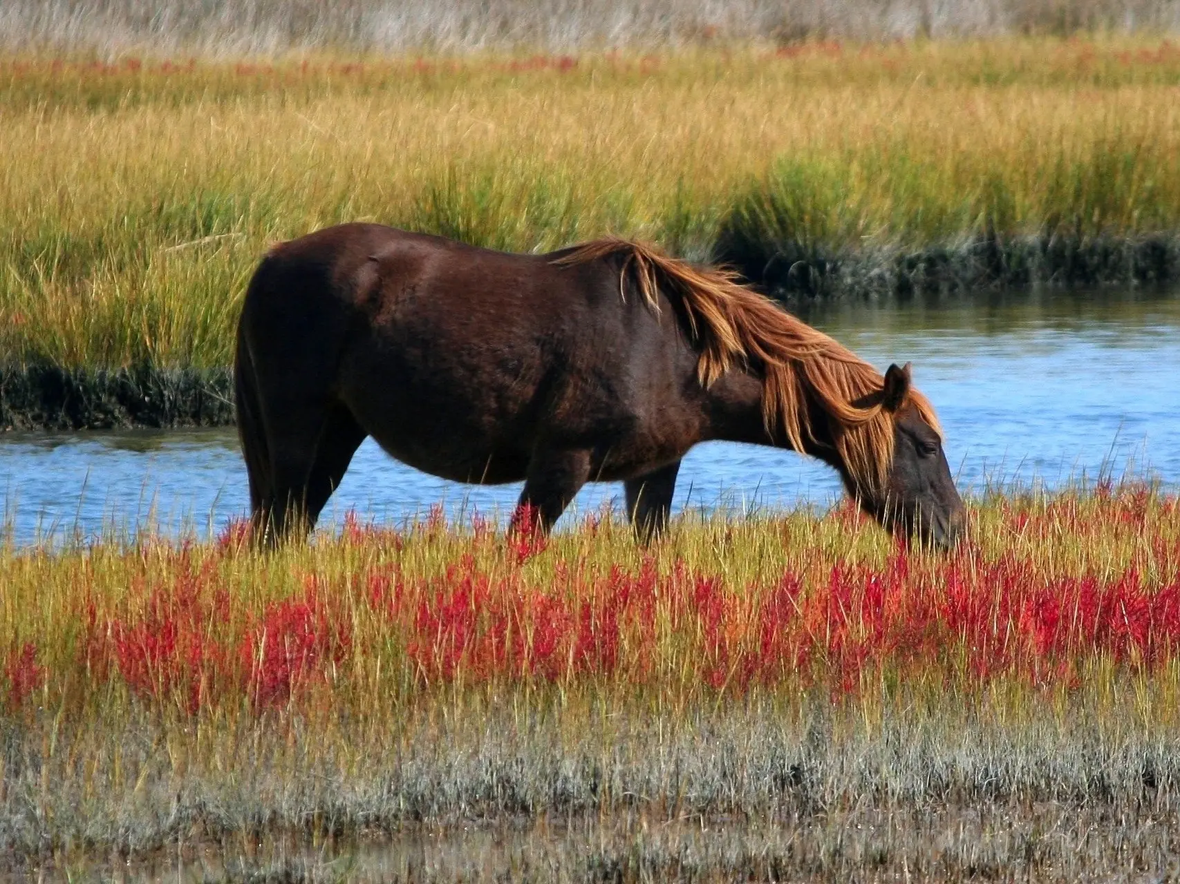 Liver chestnut