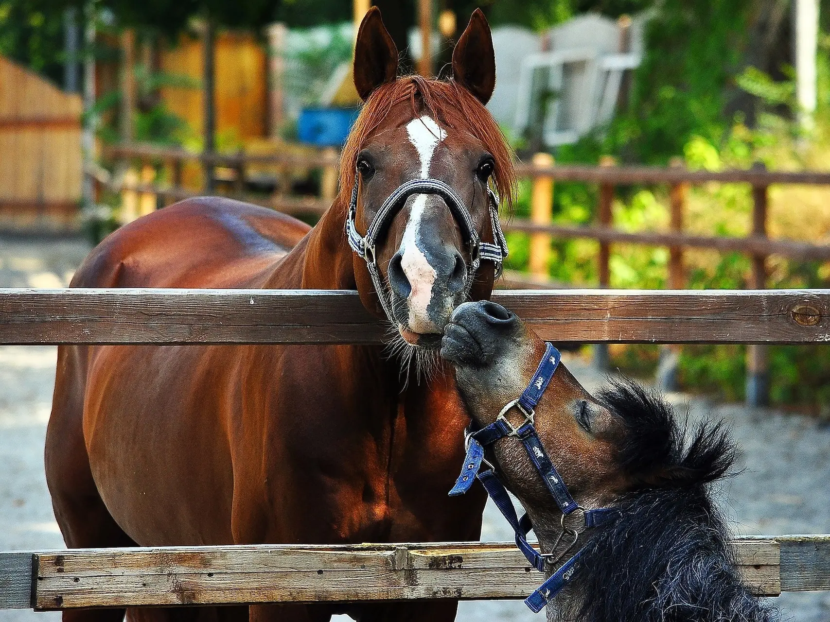 Liver chestnut horse