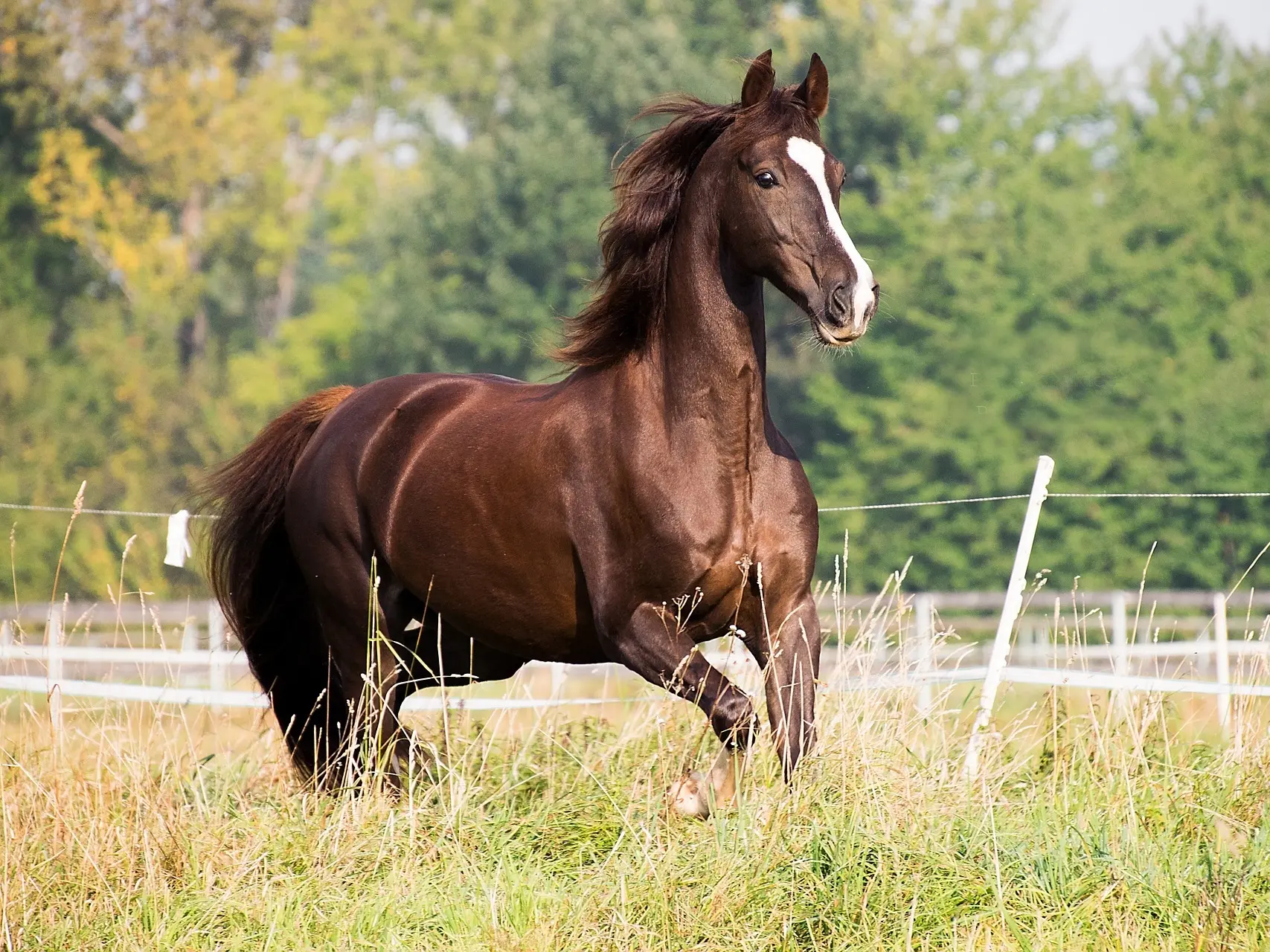 Liver chestnut horse