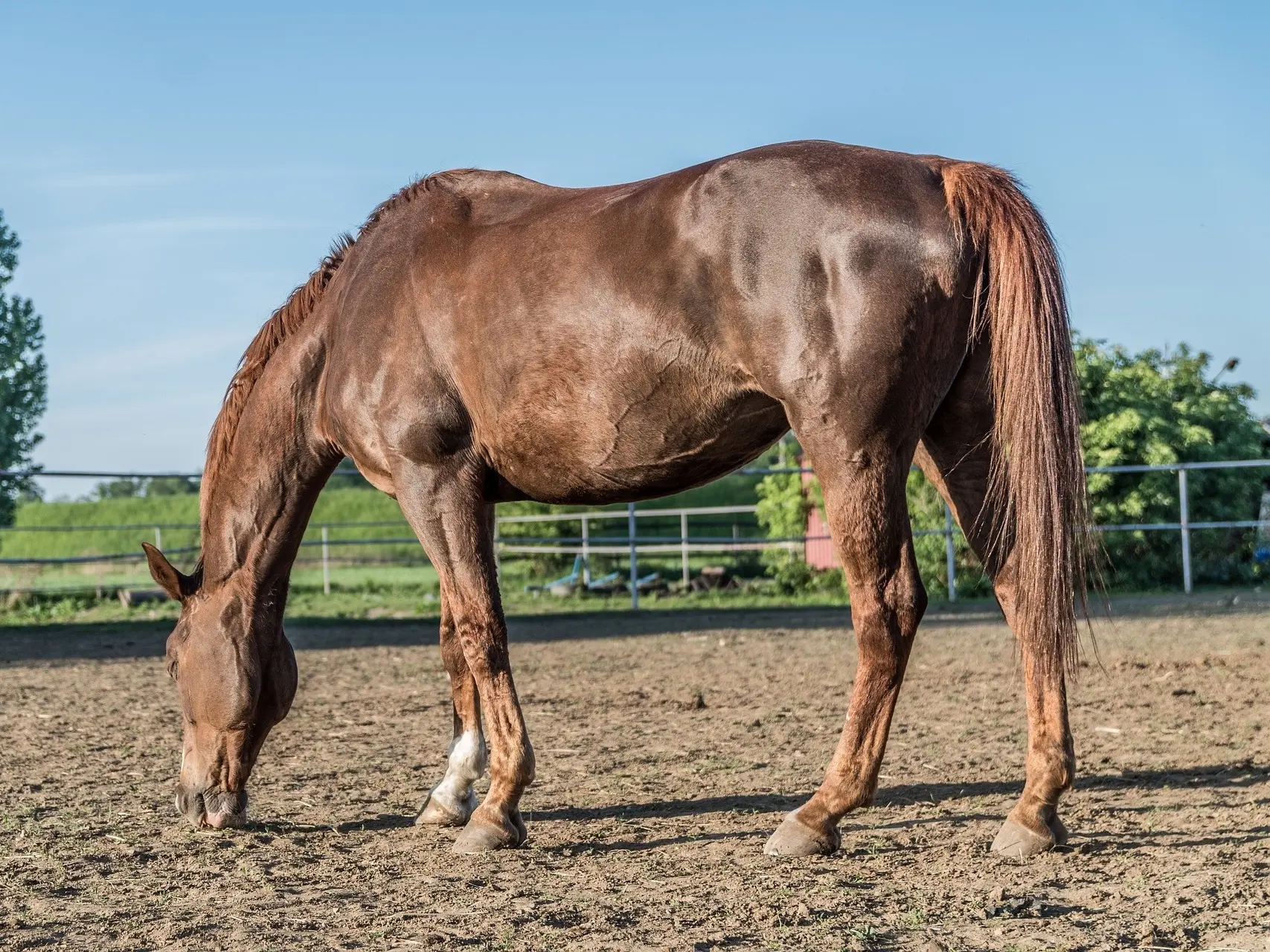 Liver chestnut horse