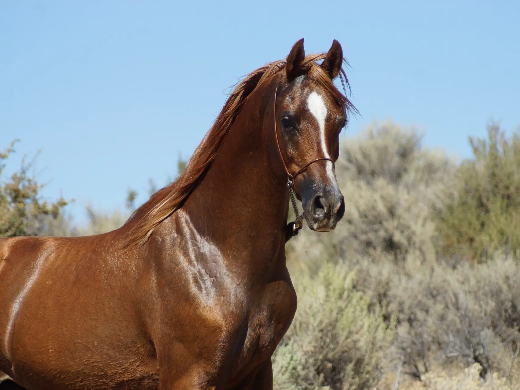 Liver chestnut horse