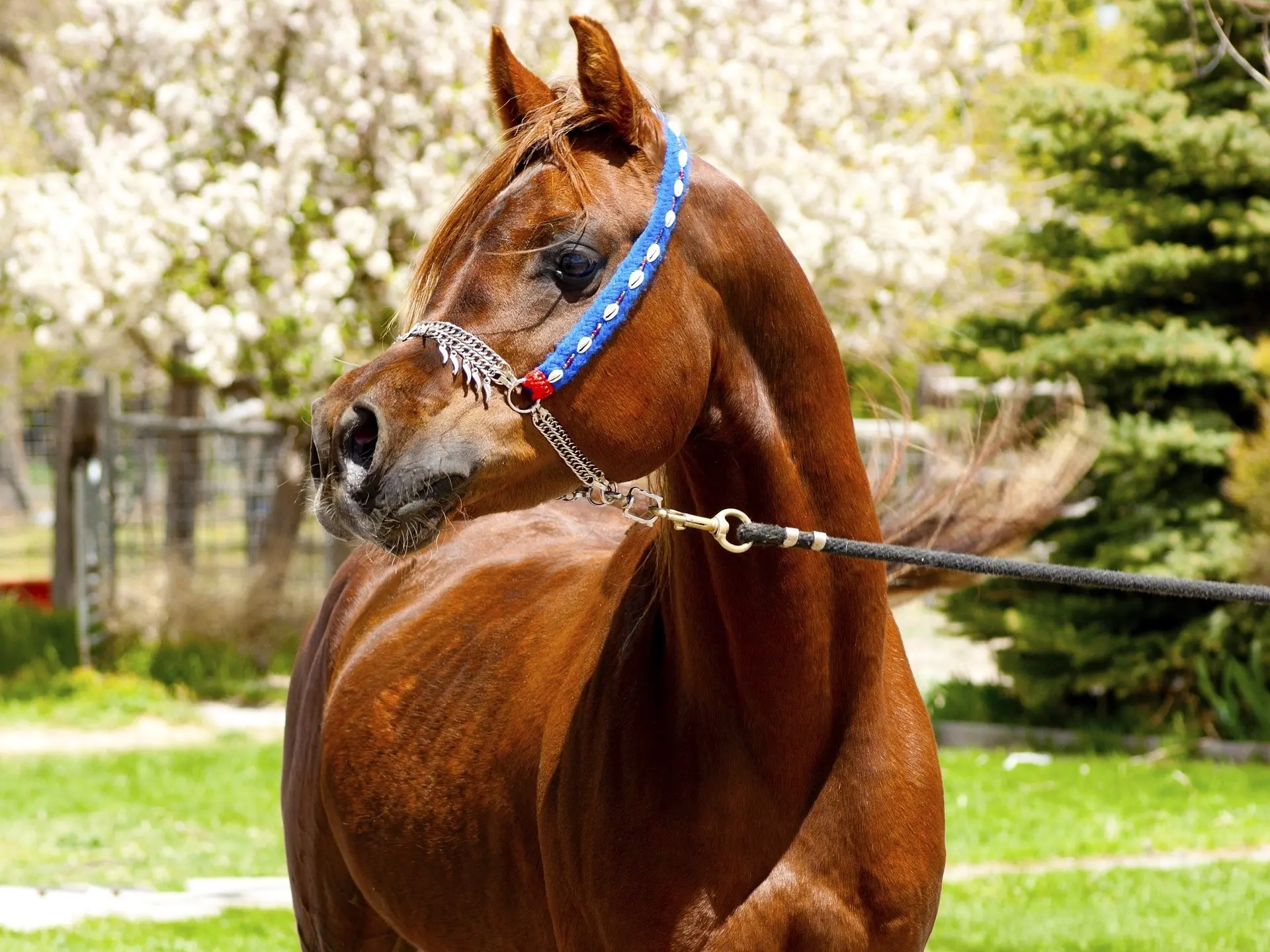 Liver chestnut horse