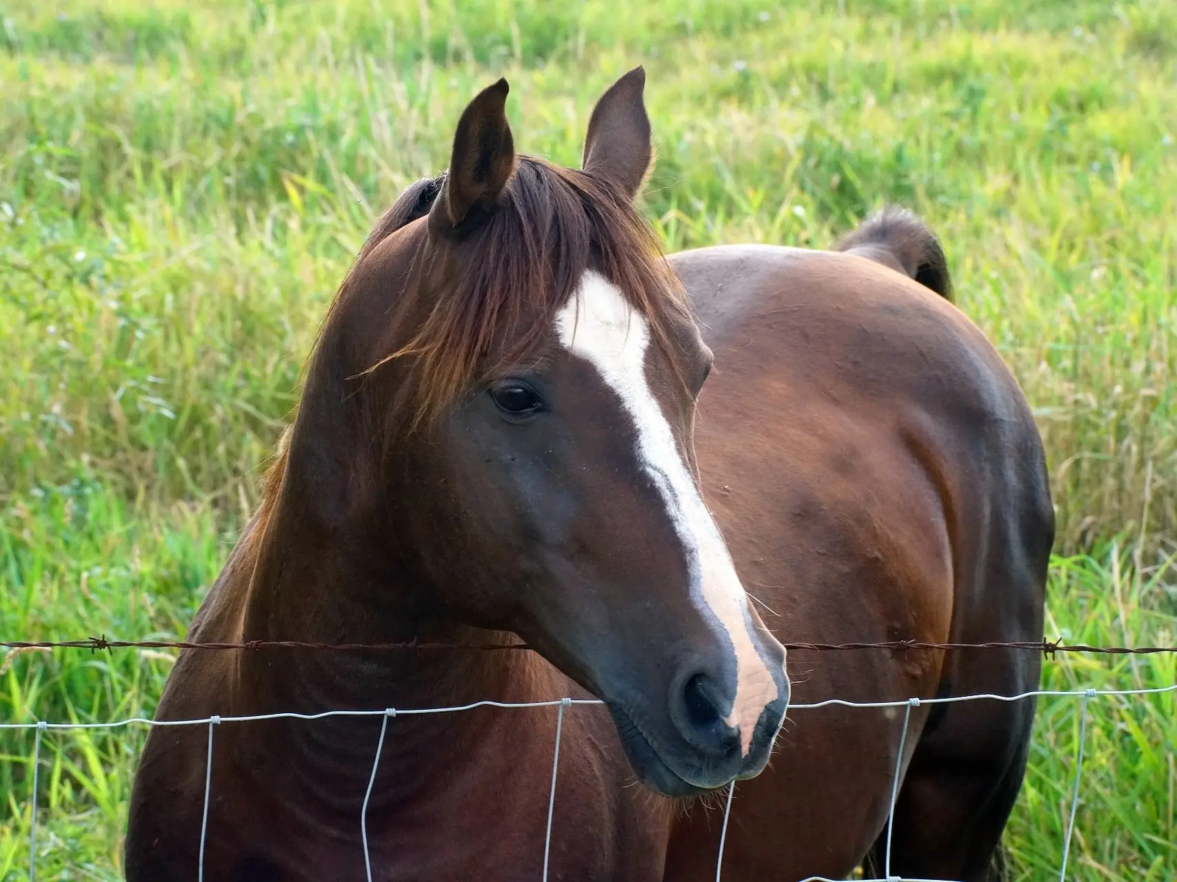 Liver chestnut horse