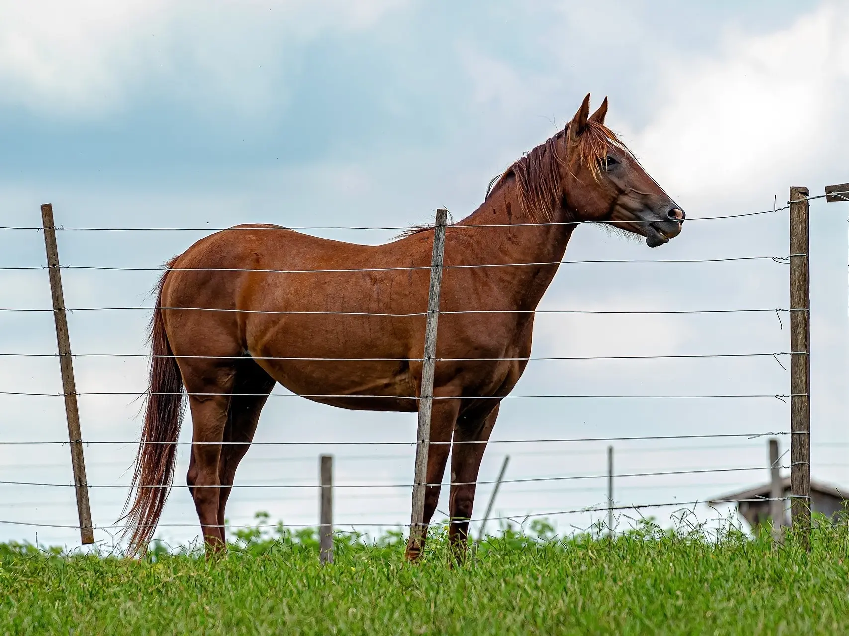 Liver chestnut horse