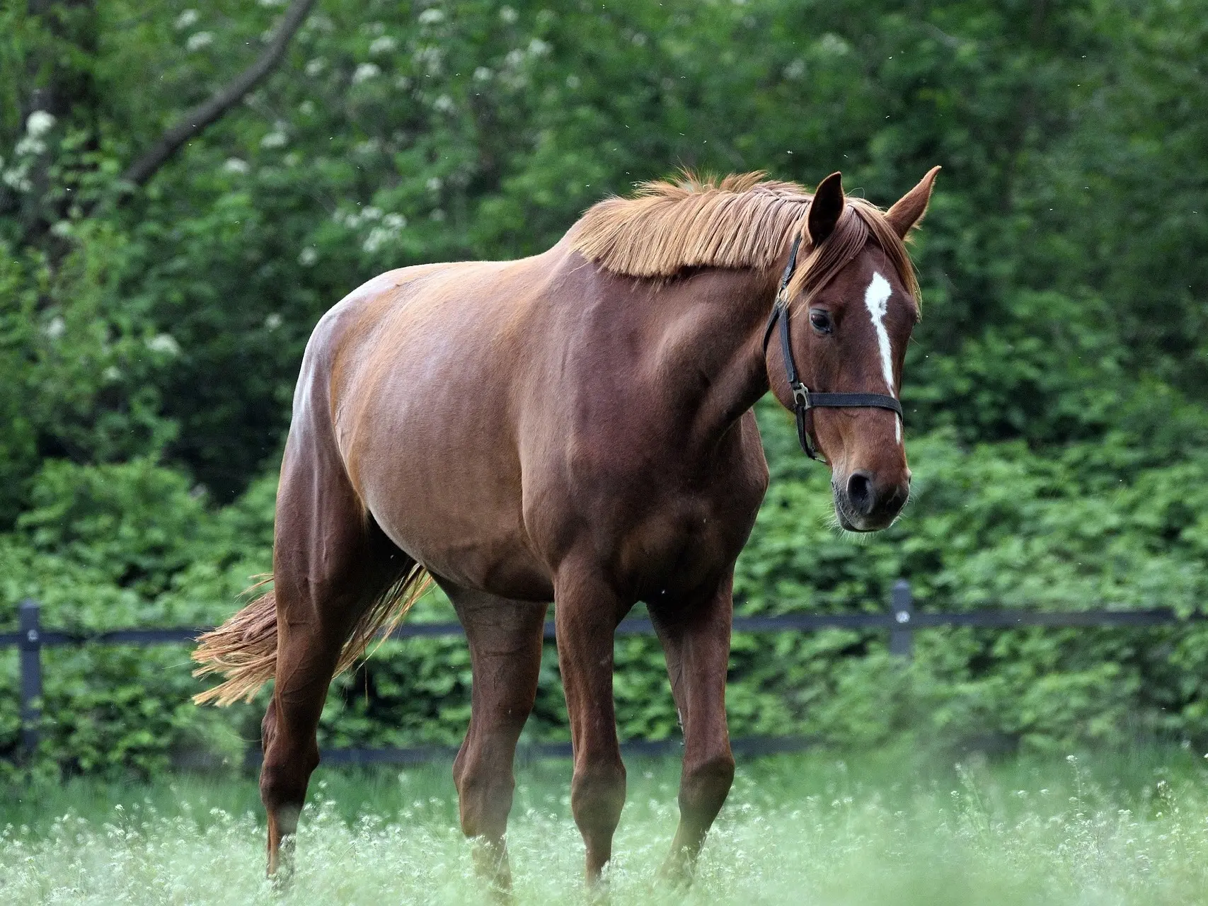 Liver chestnut horse