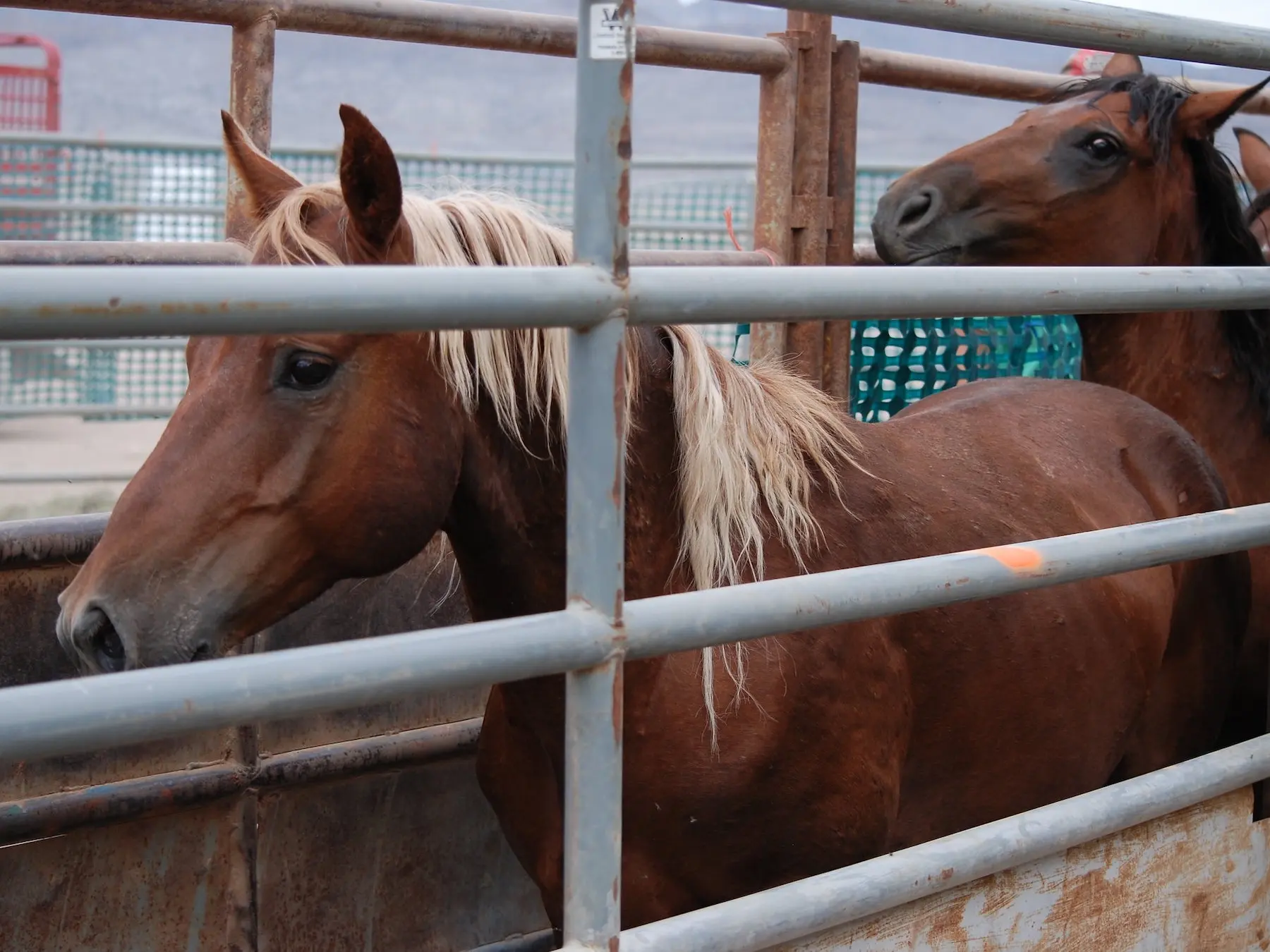 Red flaxen horse