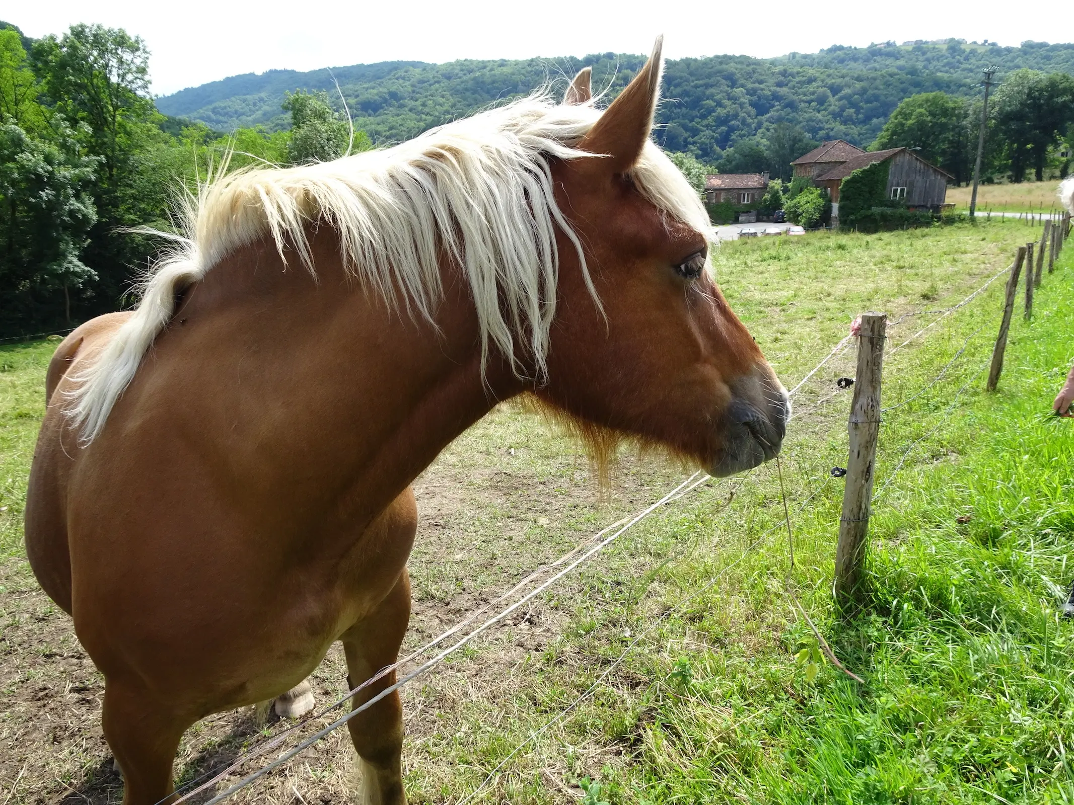 Red flaxen horse