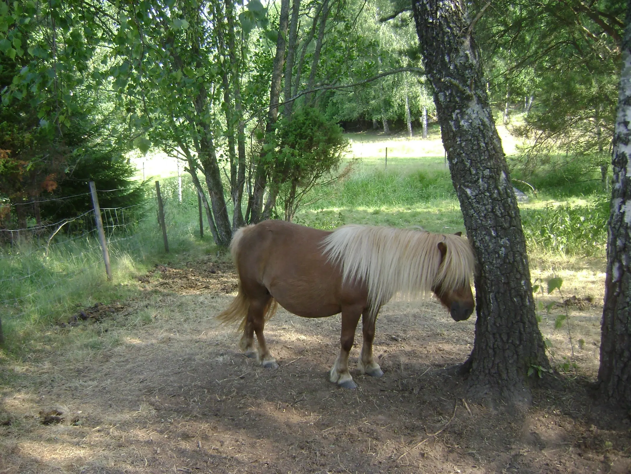 Liver flaxen horse