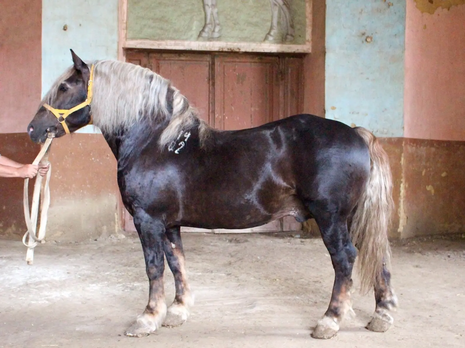 Liver flaxen horse