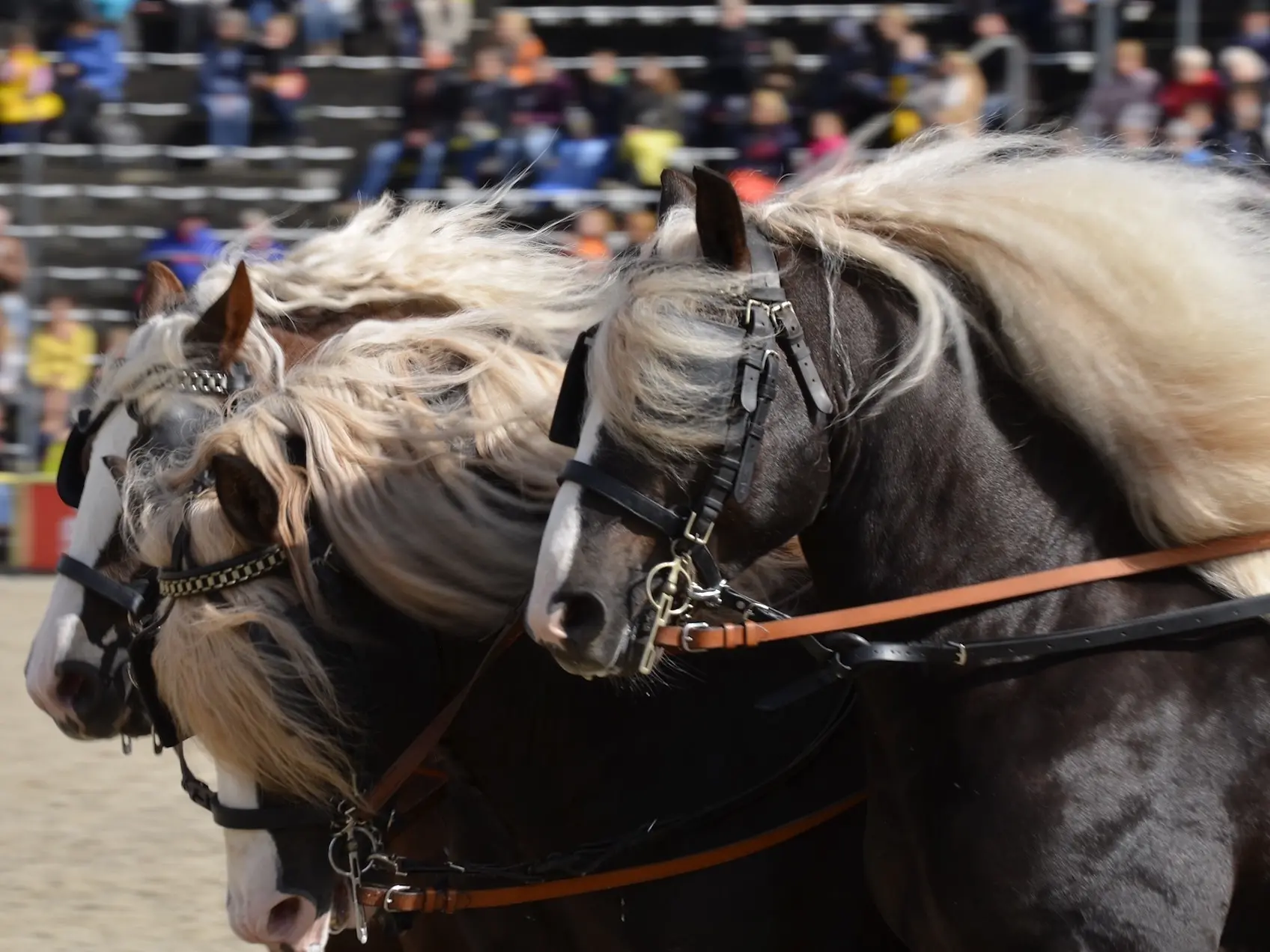 Liver flaxen horse