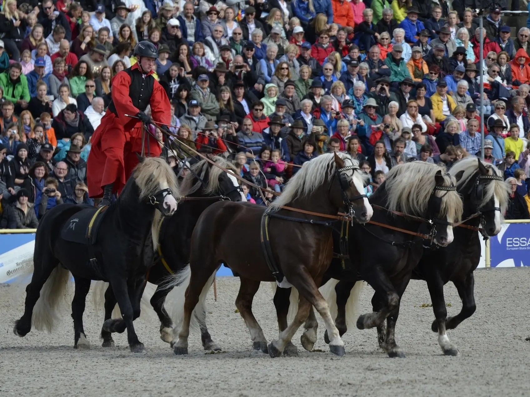 Liver flaxen horse