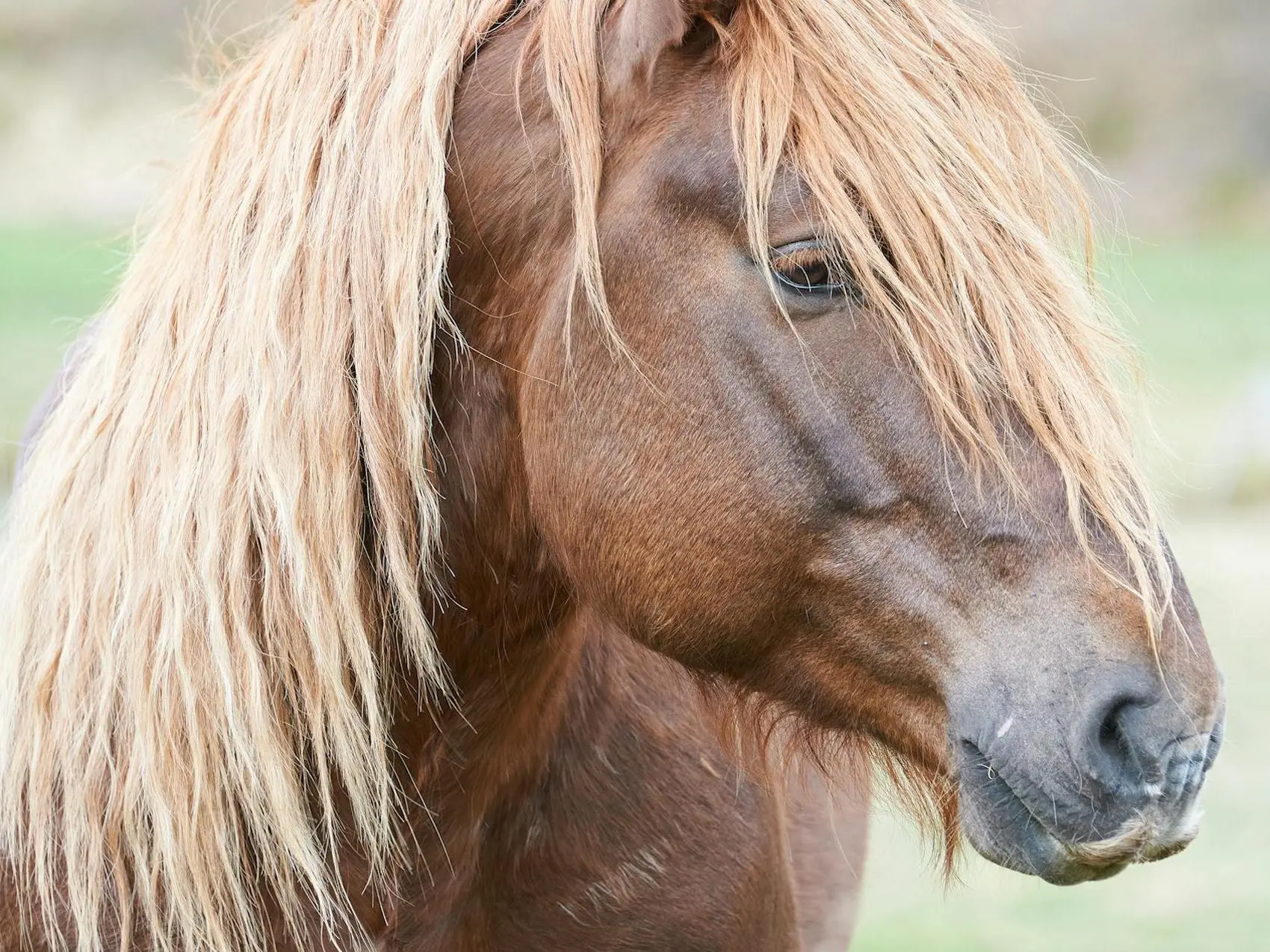 Liver flaxen horse