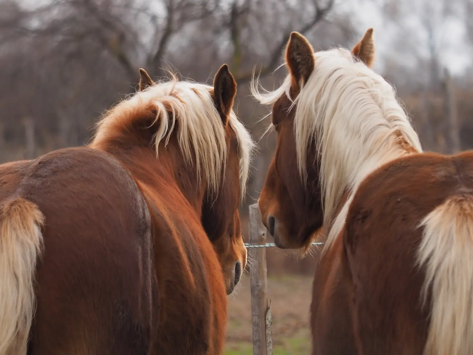 Red flaxen horse