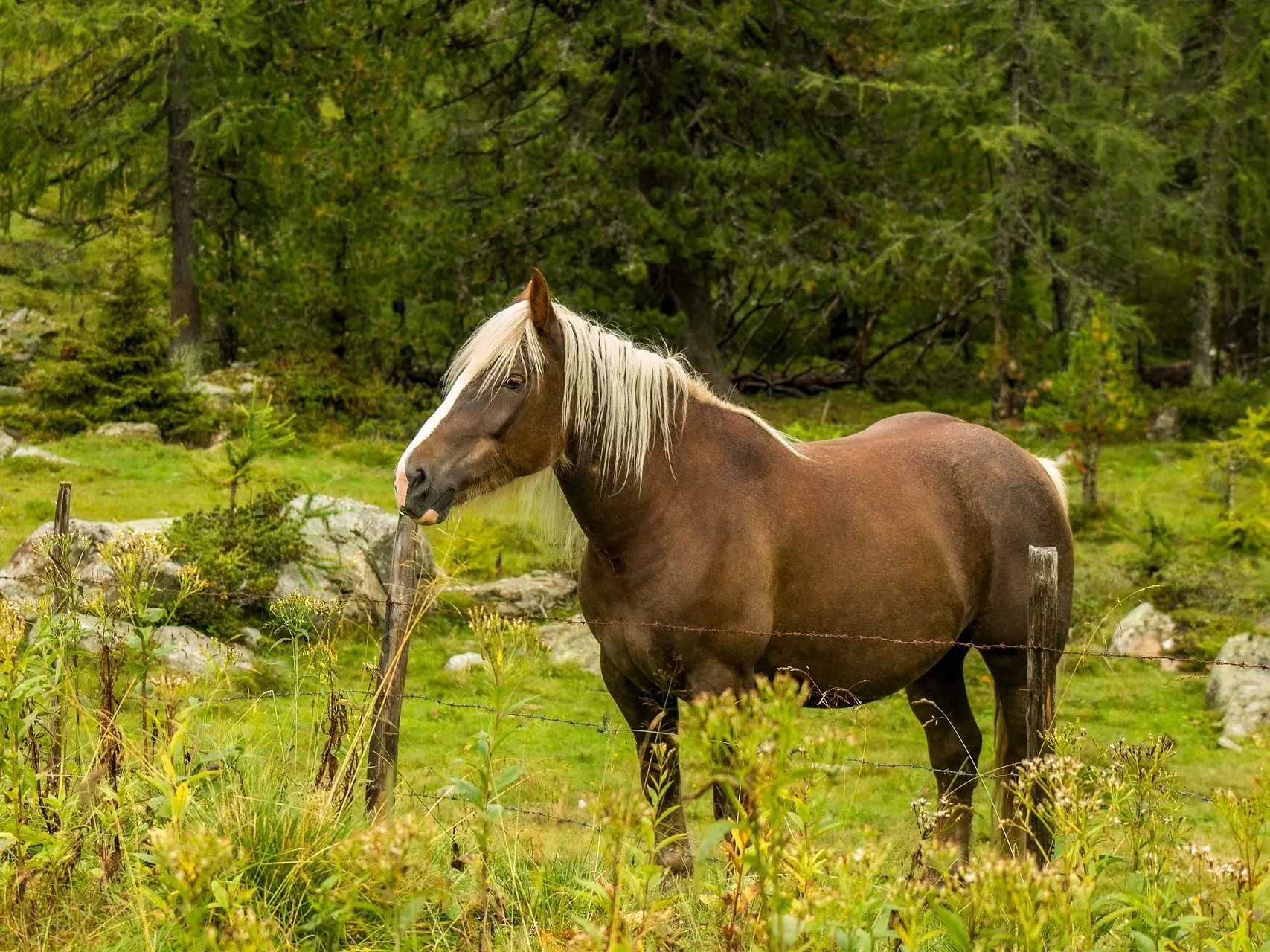 Liver flaxen horse