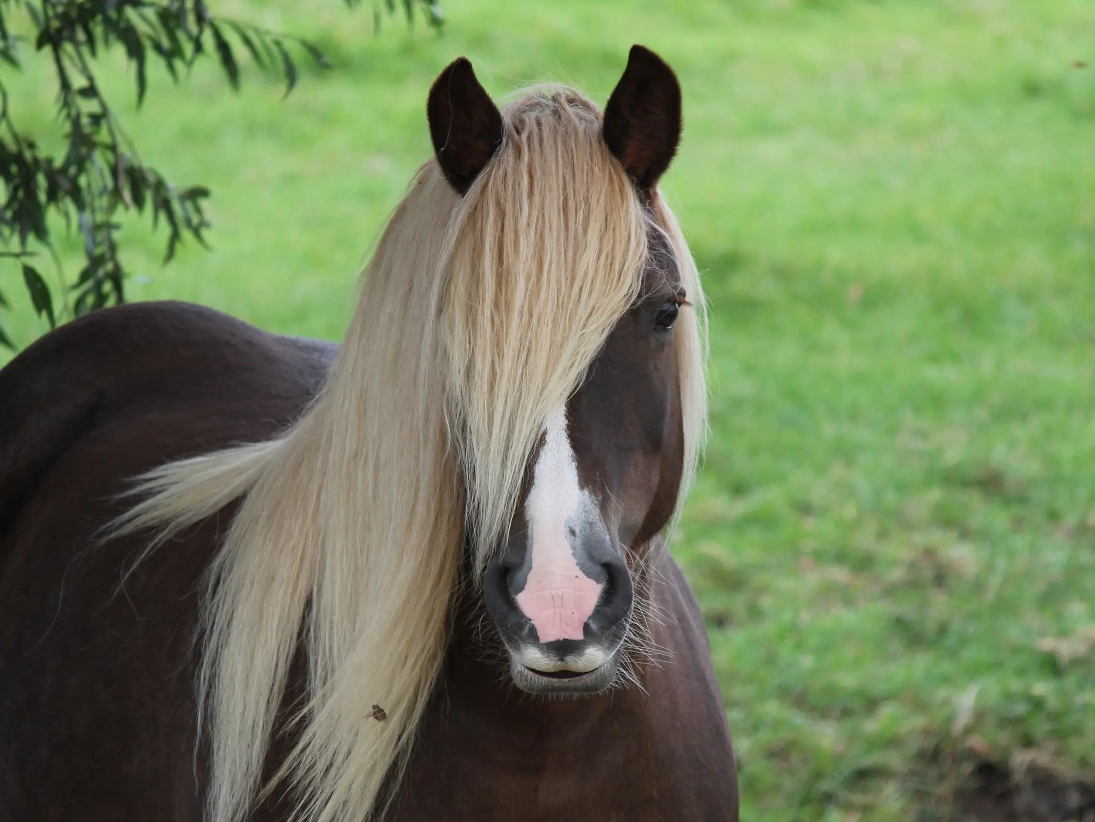 Liver flaxen horse