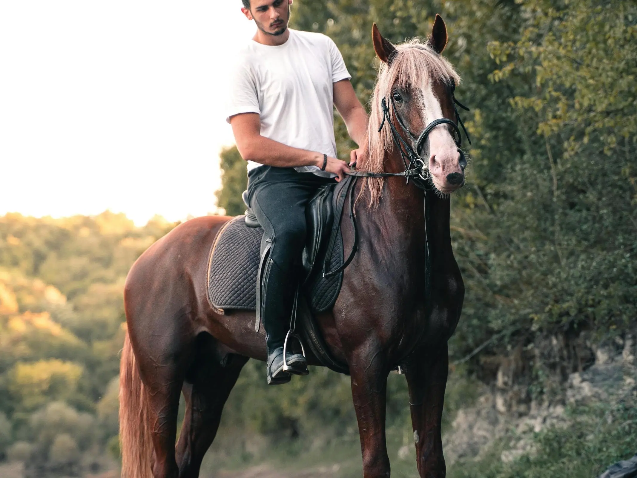 Liver flaxen horse