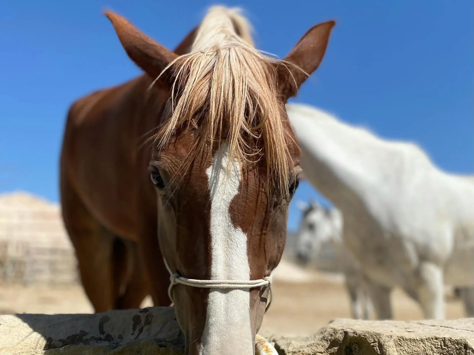 Liver flaxen horse