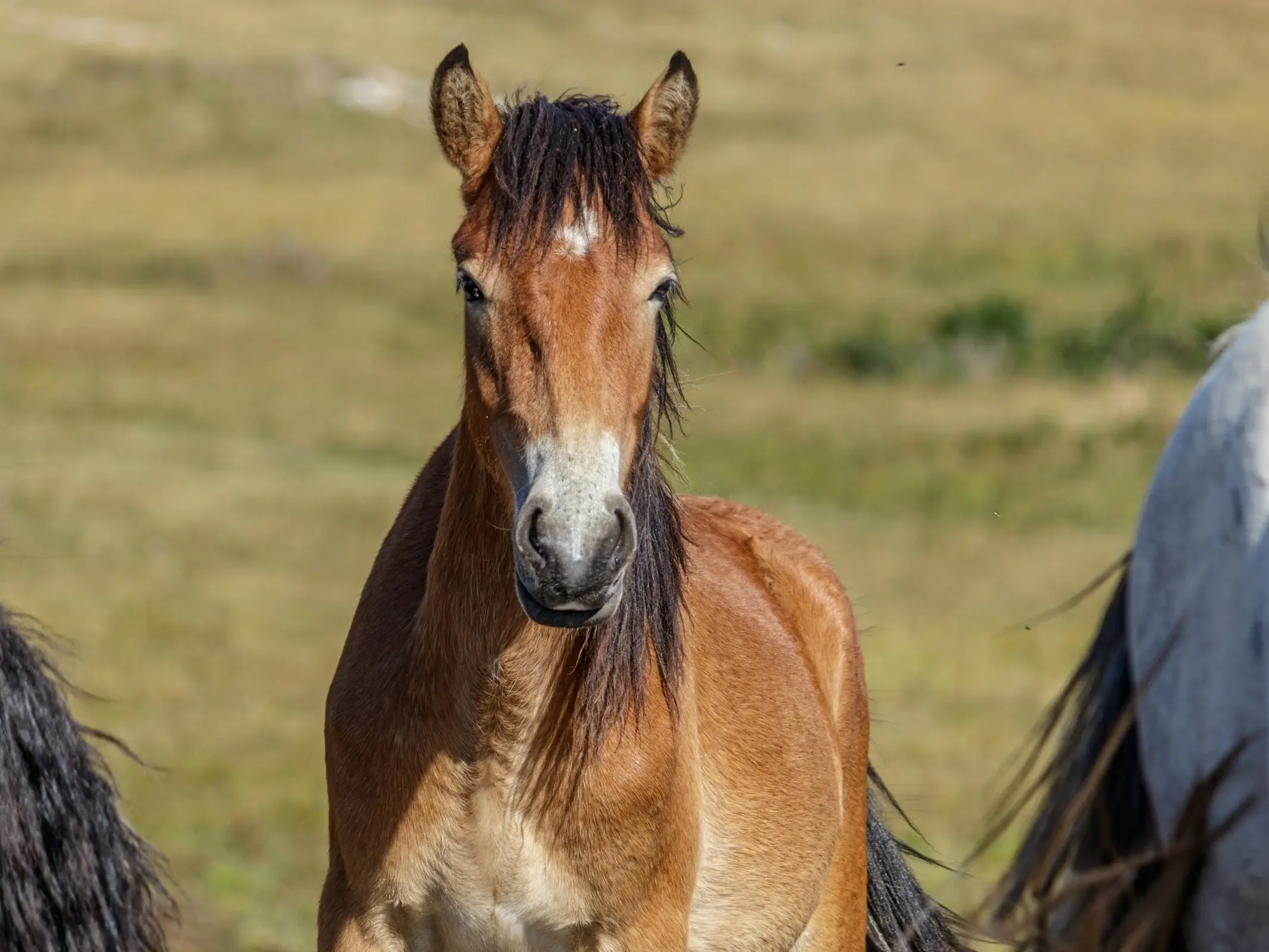 Livno Wild Horse