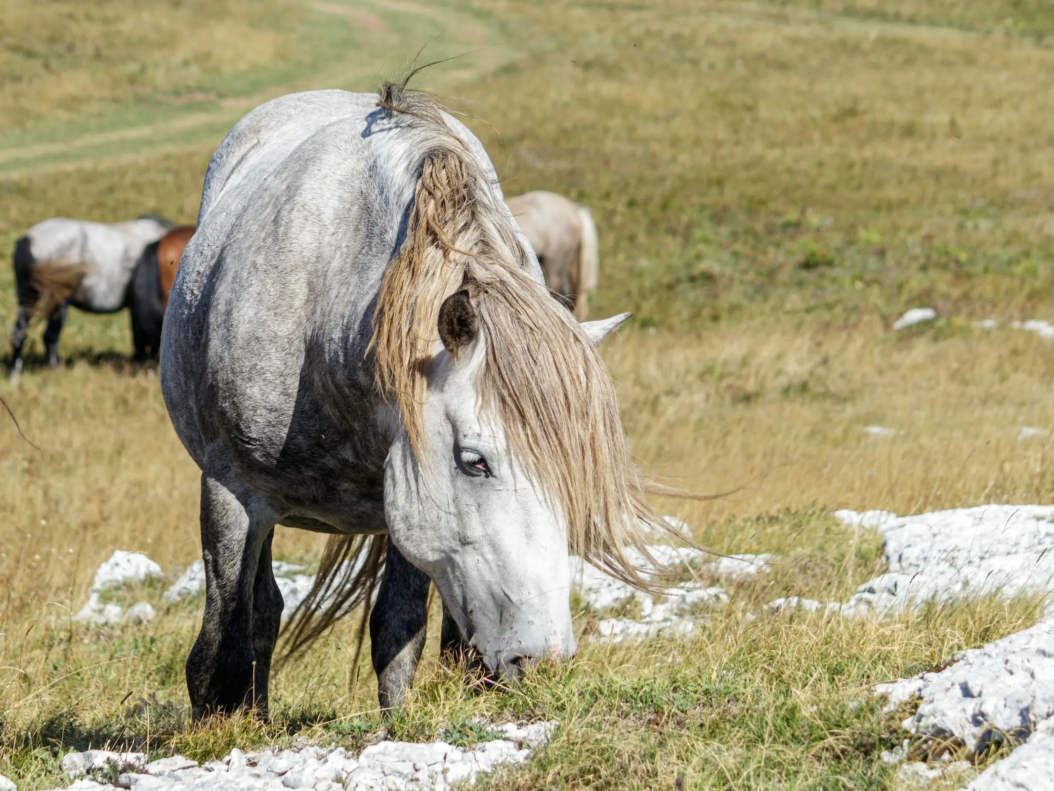 Livno Wild Horse