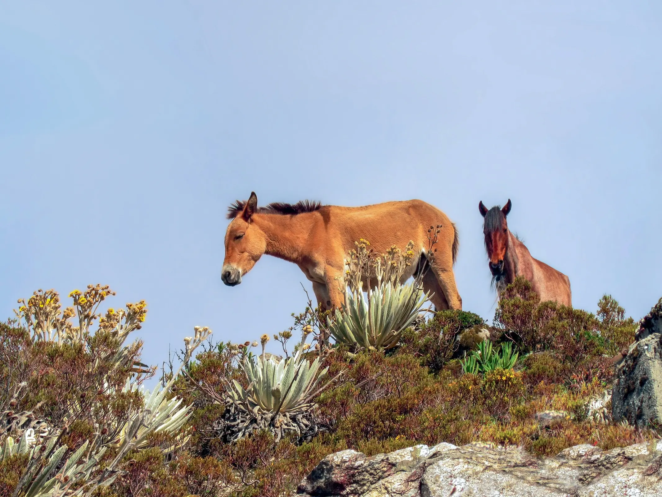 Llanero Horse