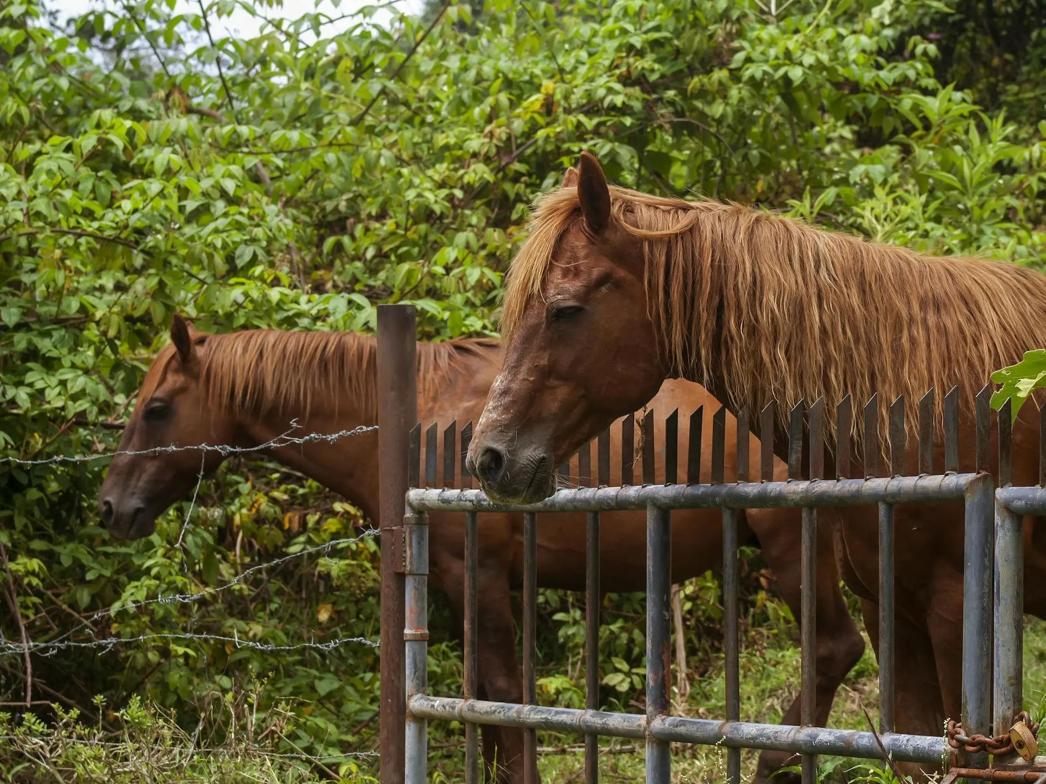 Llanero Horse