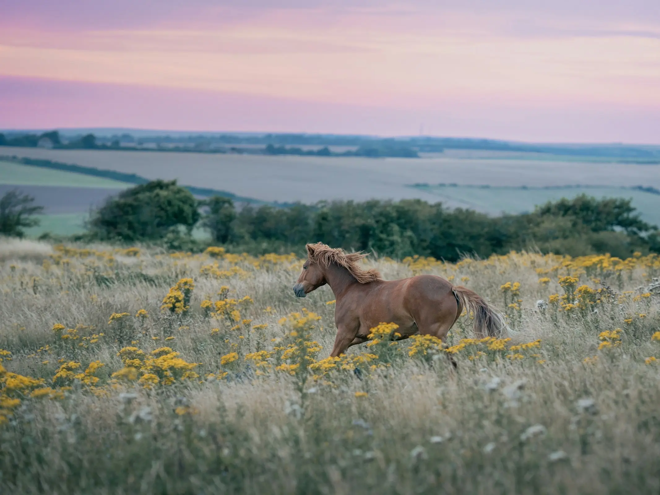 Lundy Pony