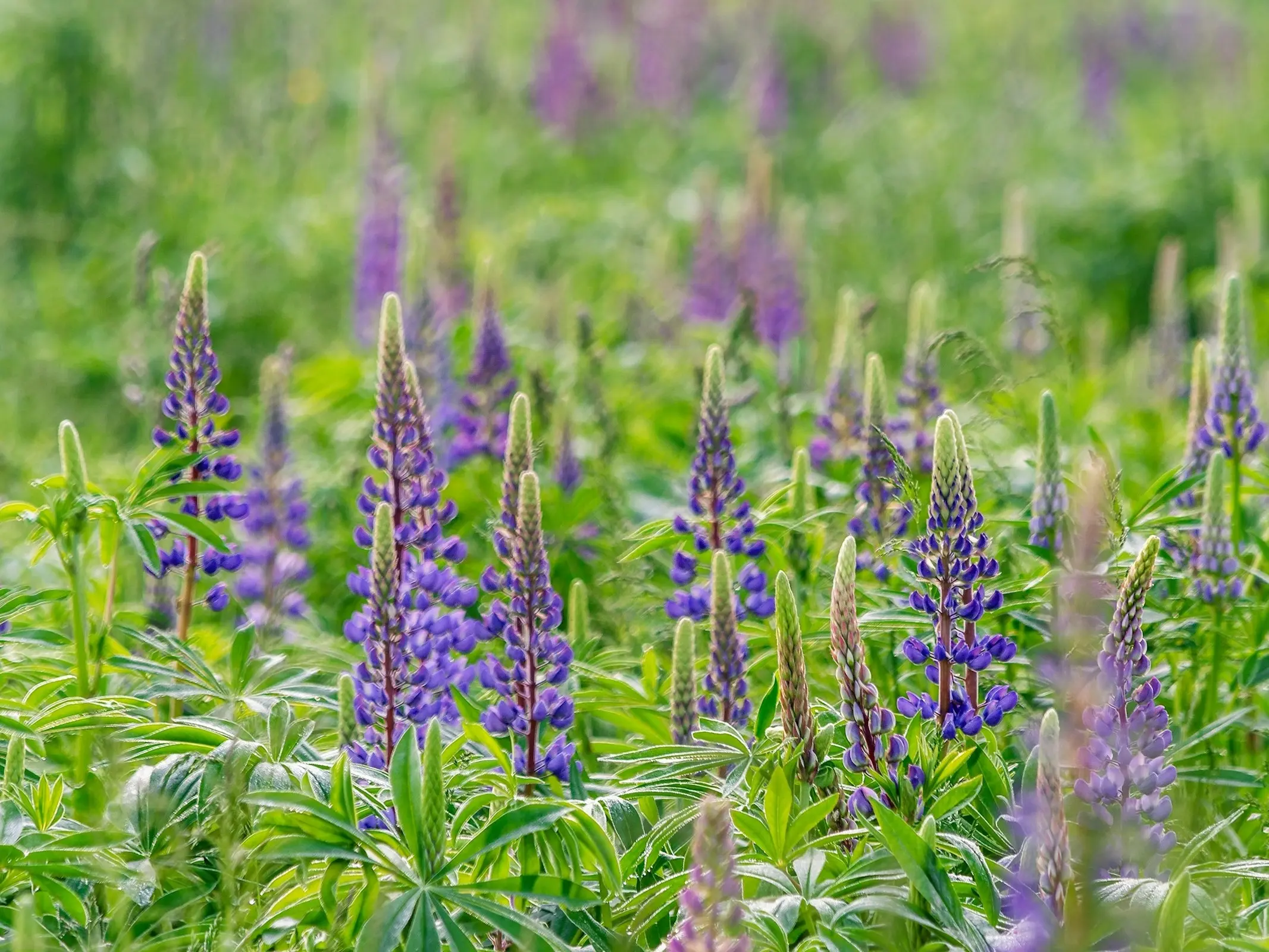 Bluebonnet