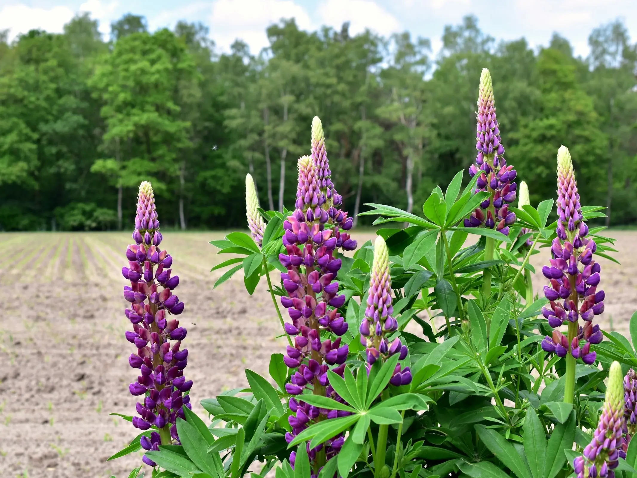 Lupine