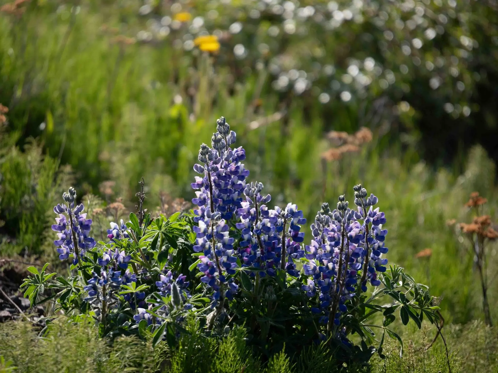 Lupine