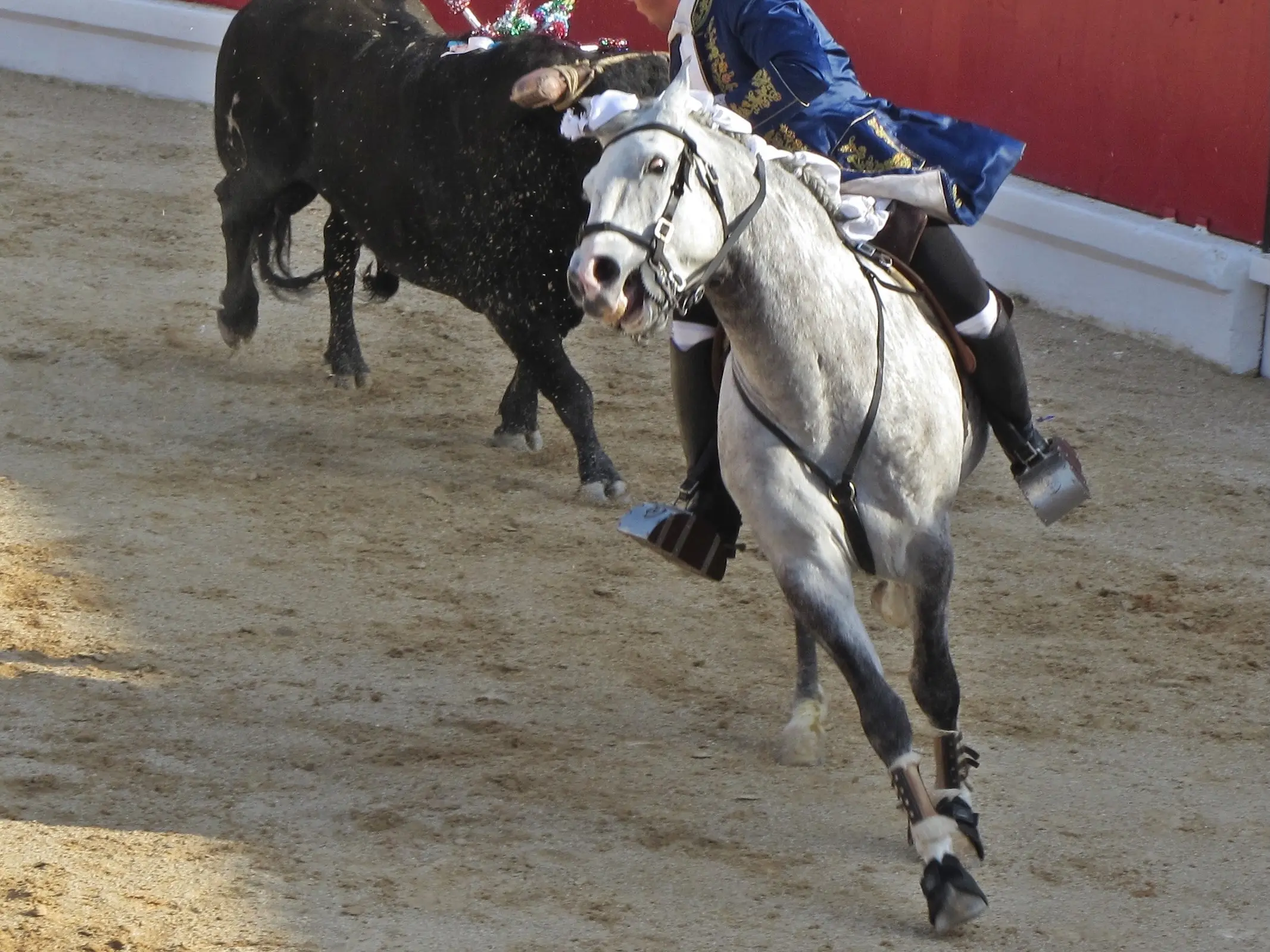 Lusitano Arabian Horse