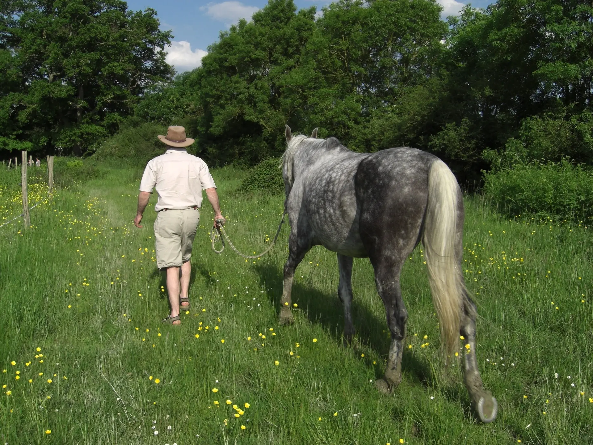 Lusitano Horse