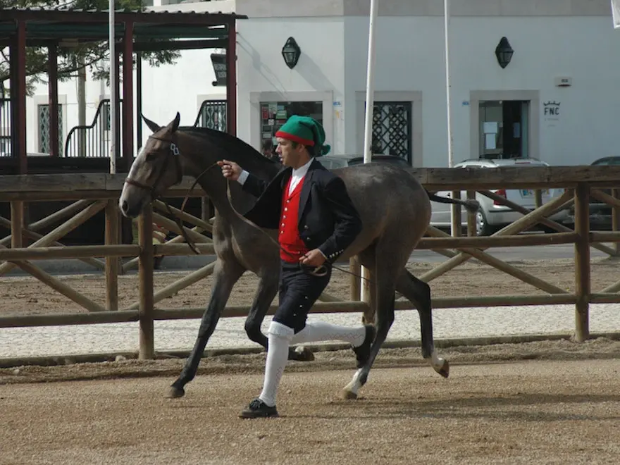 Lusitano Horse