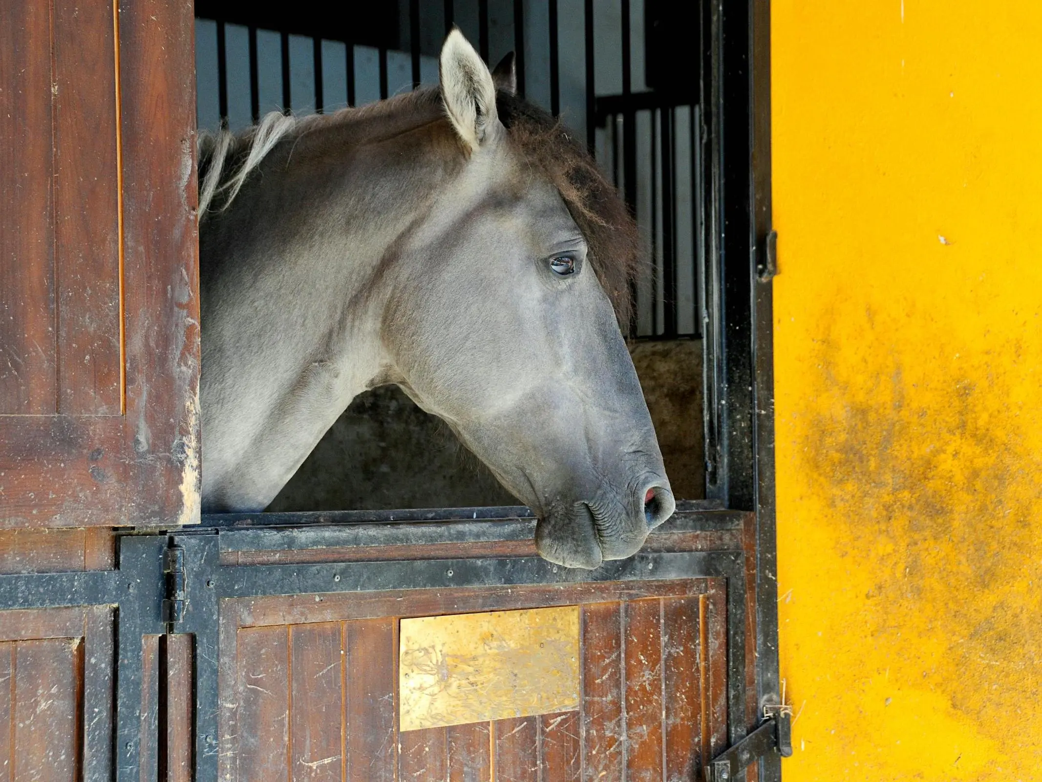 Lusitano Horse