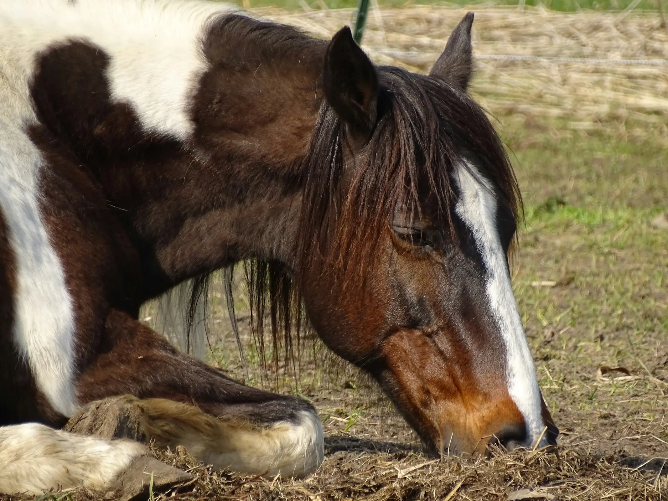 Horse laying down