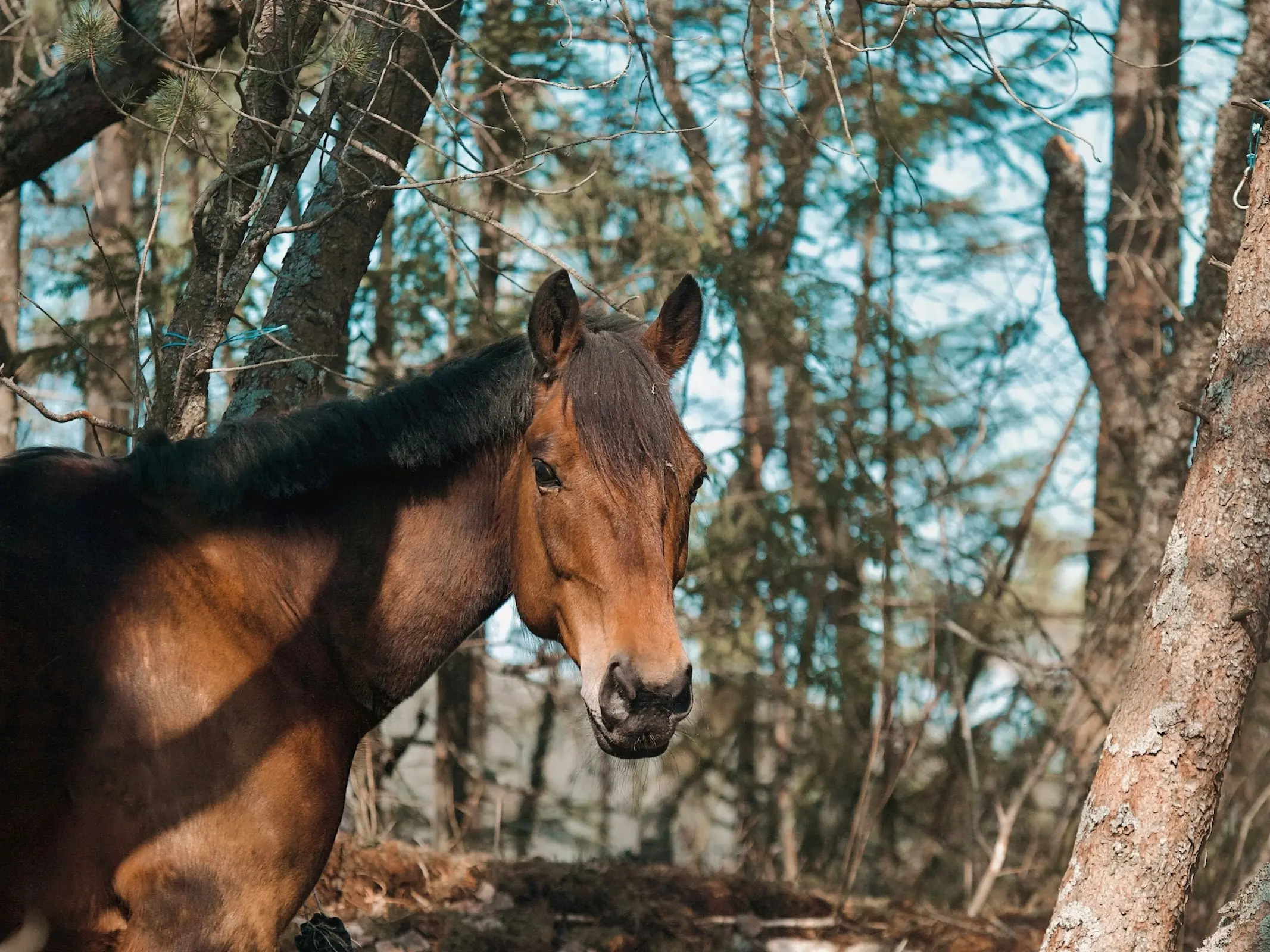 Lyngen Horse