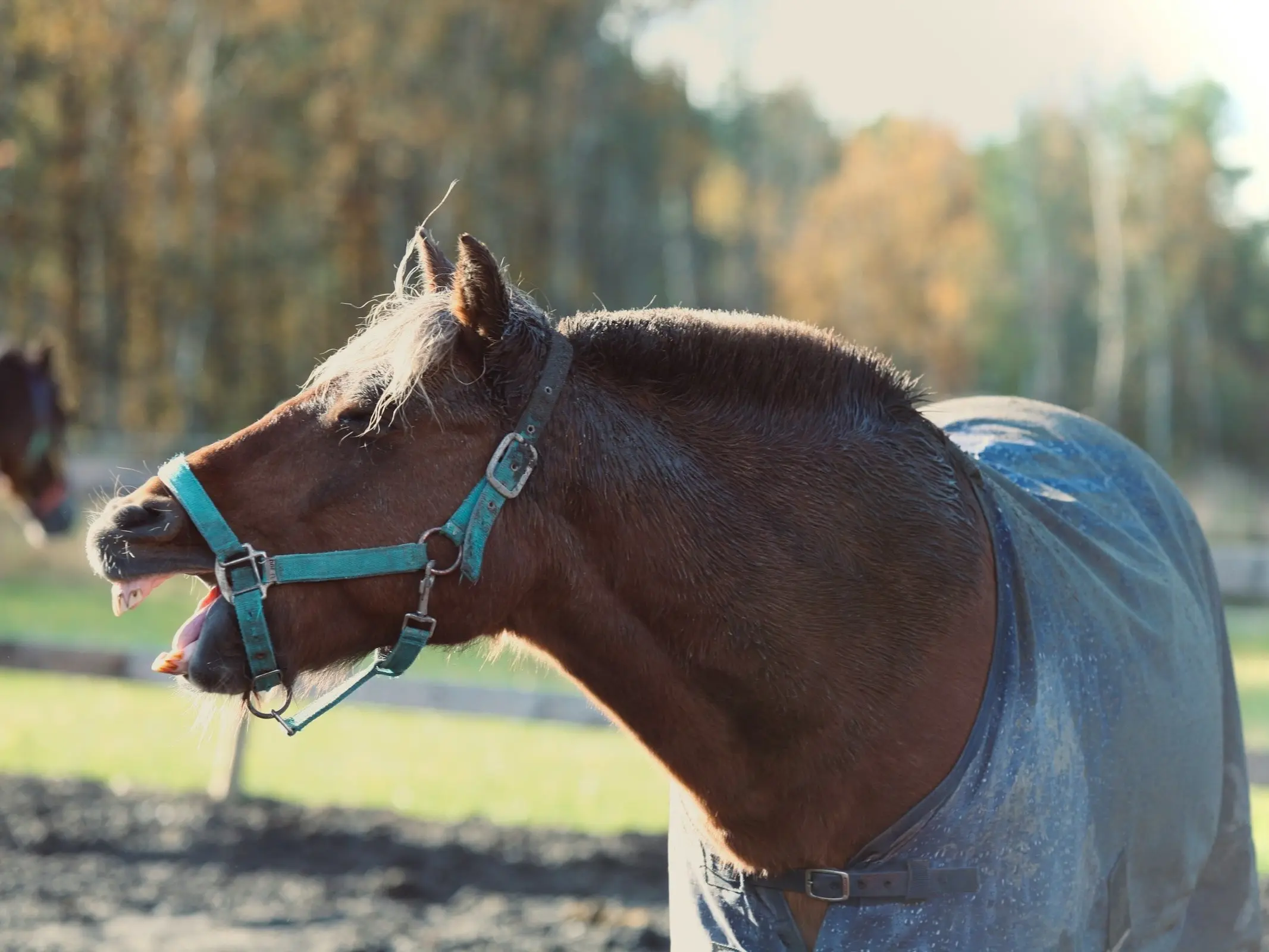 Lyngen Horse