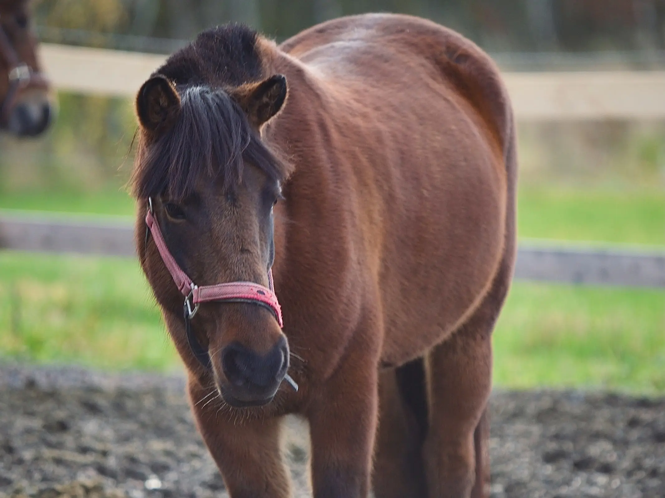 Lyngen Horse