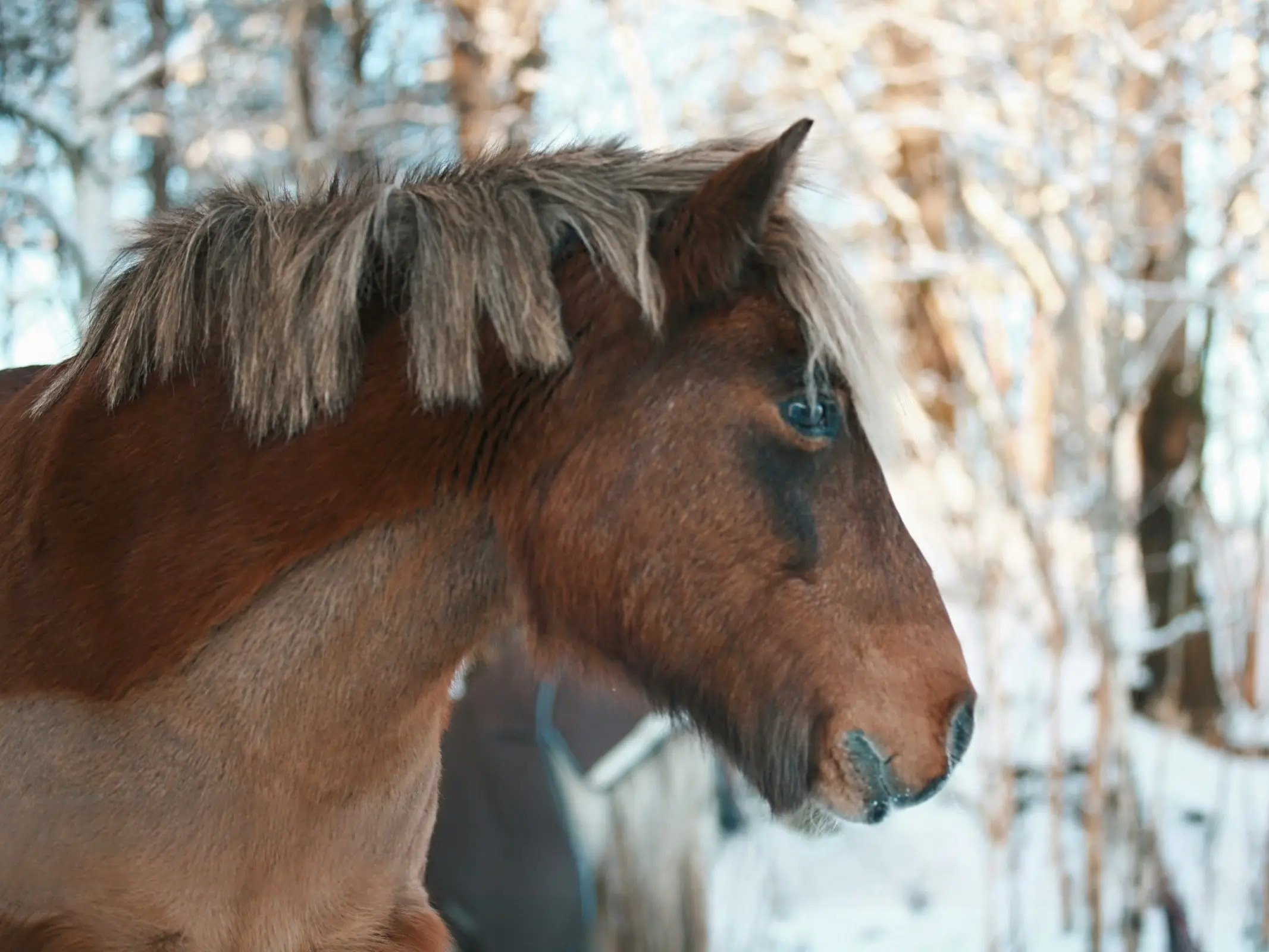 Lyngen Horse