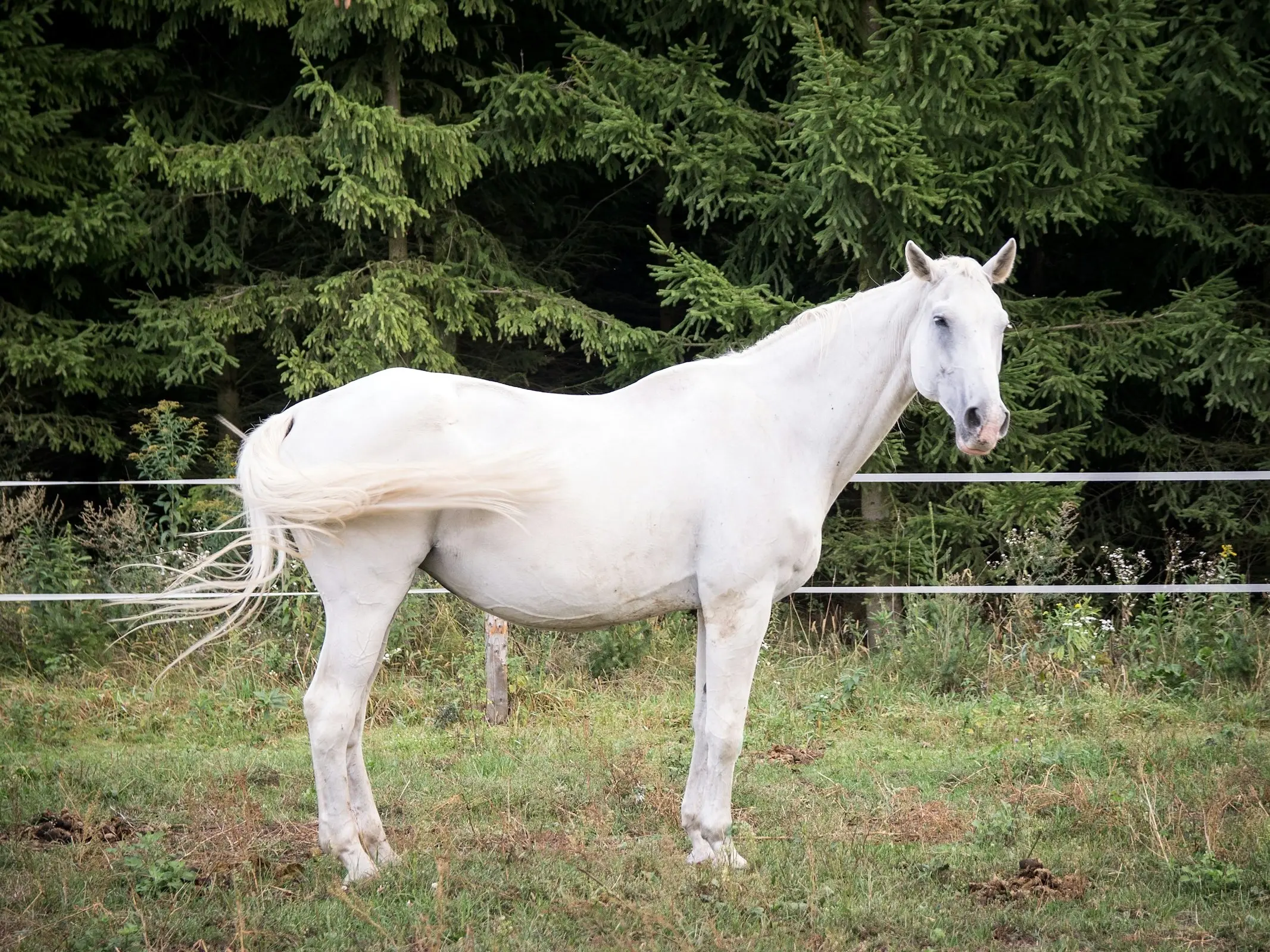 Little Poland Horse