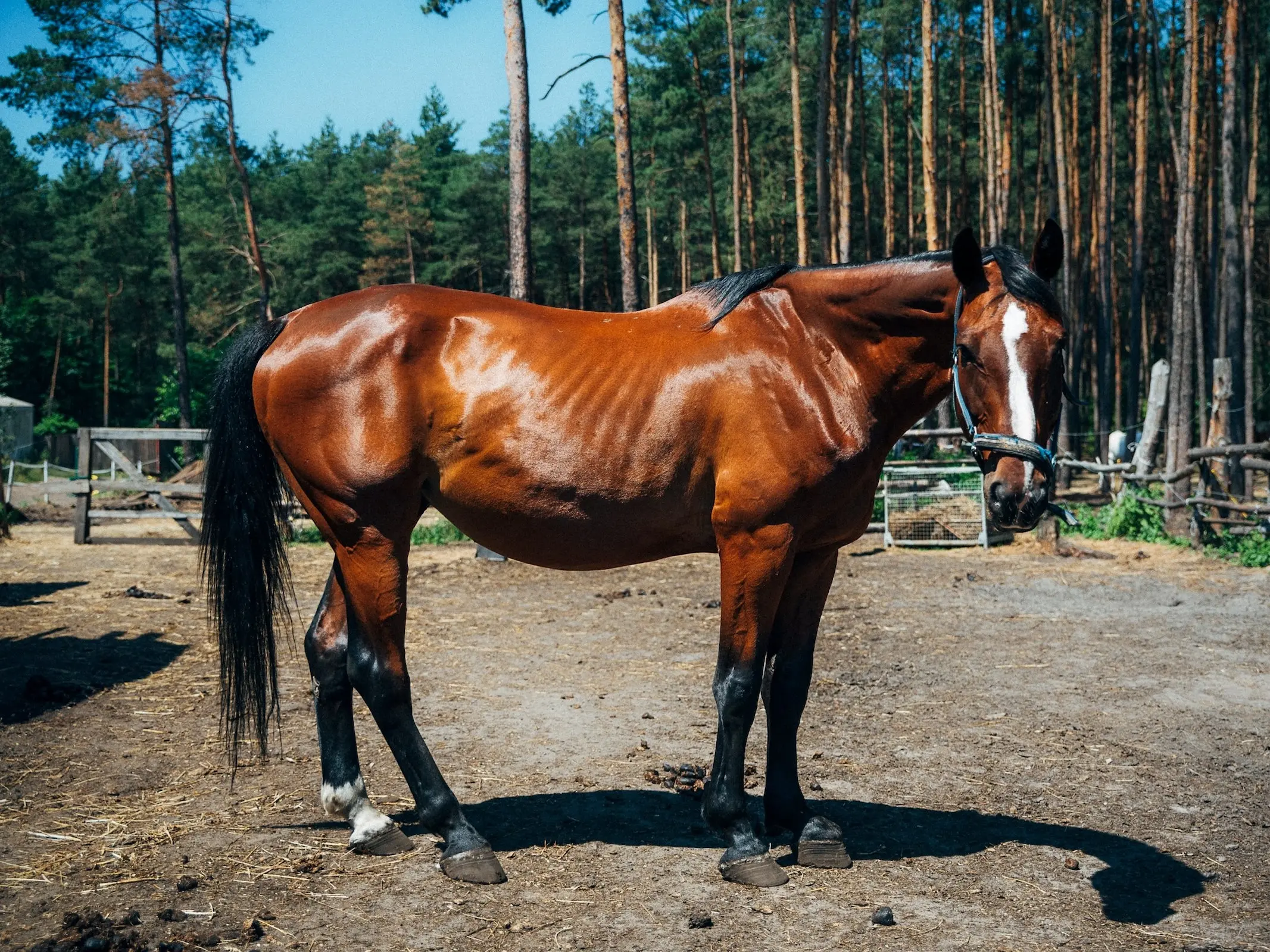 Malopolski Horse