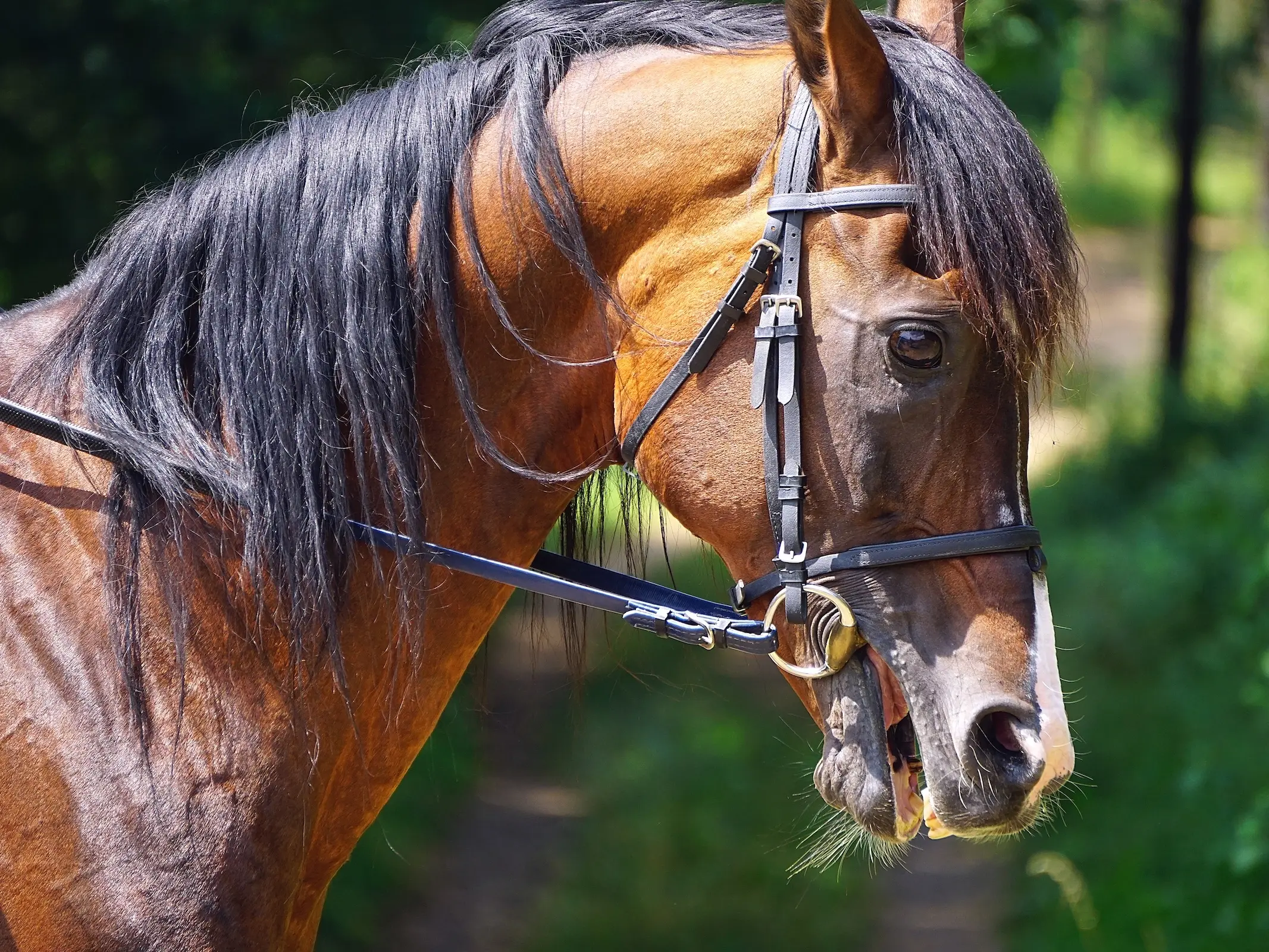 Malopolski Horse