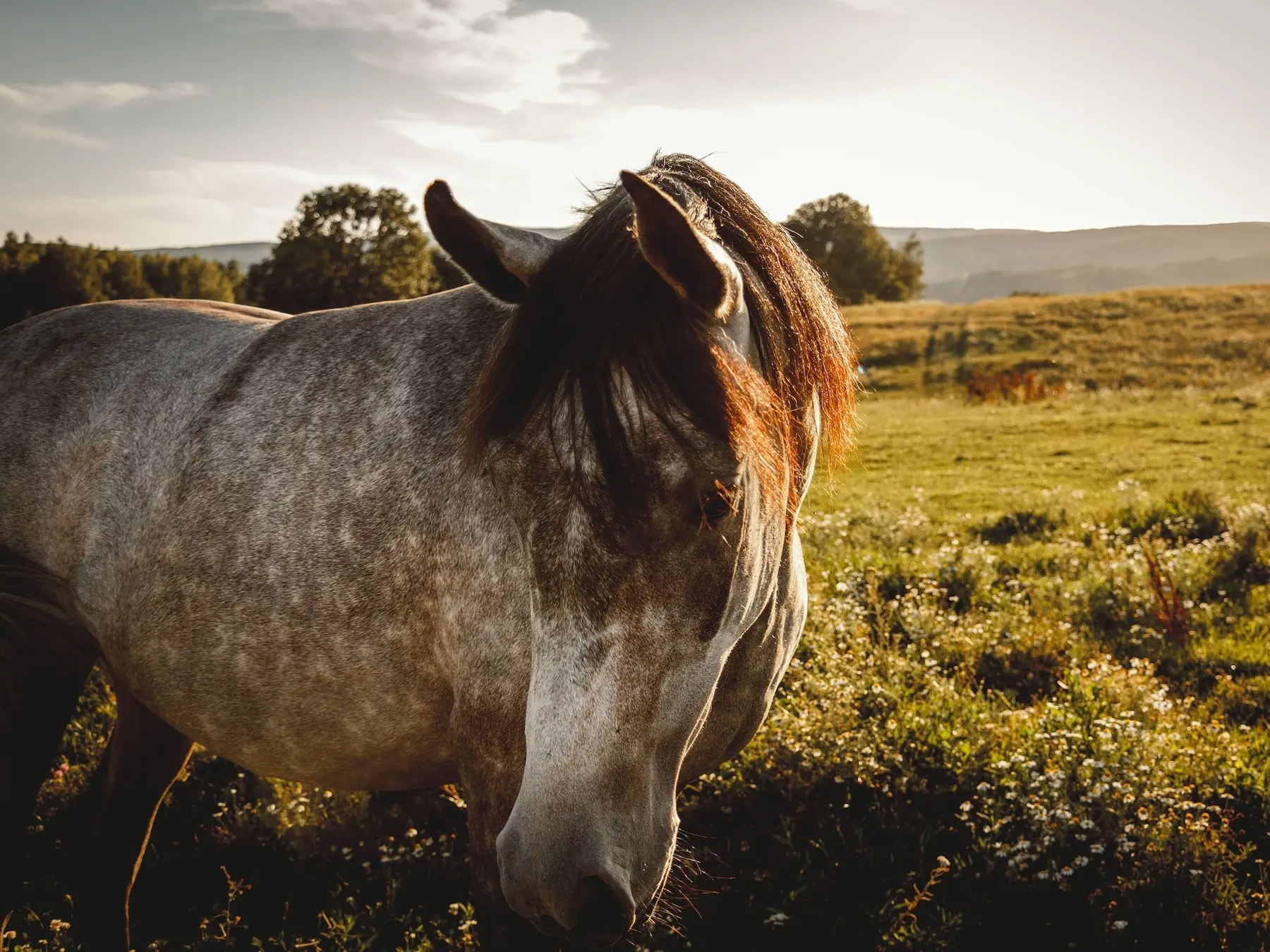 Malopolski Horse