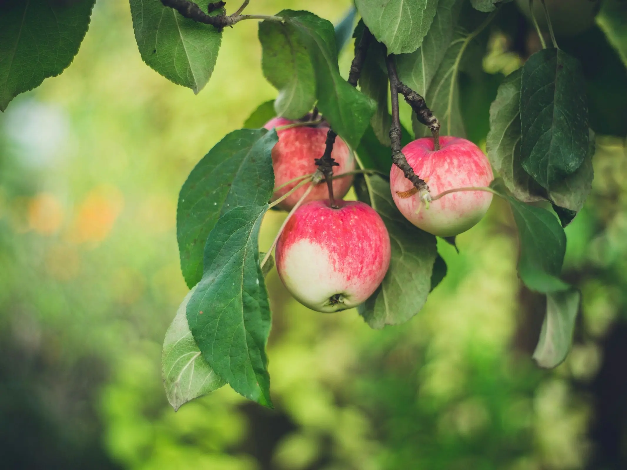 Apple Tree